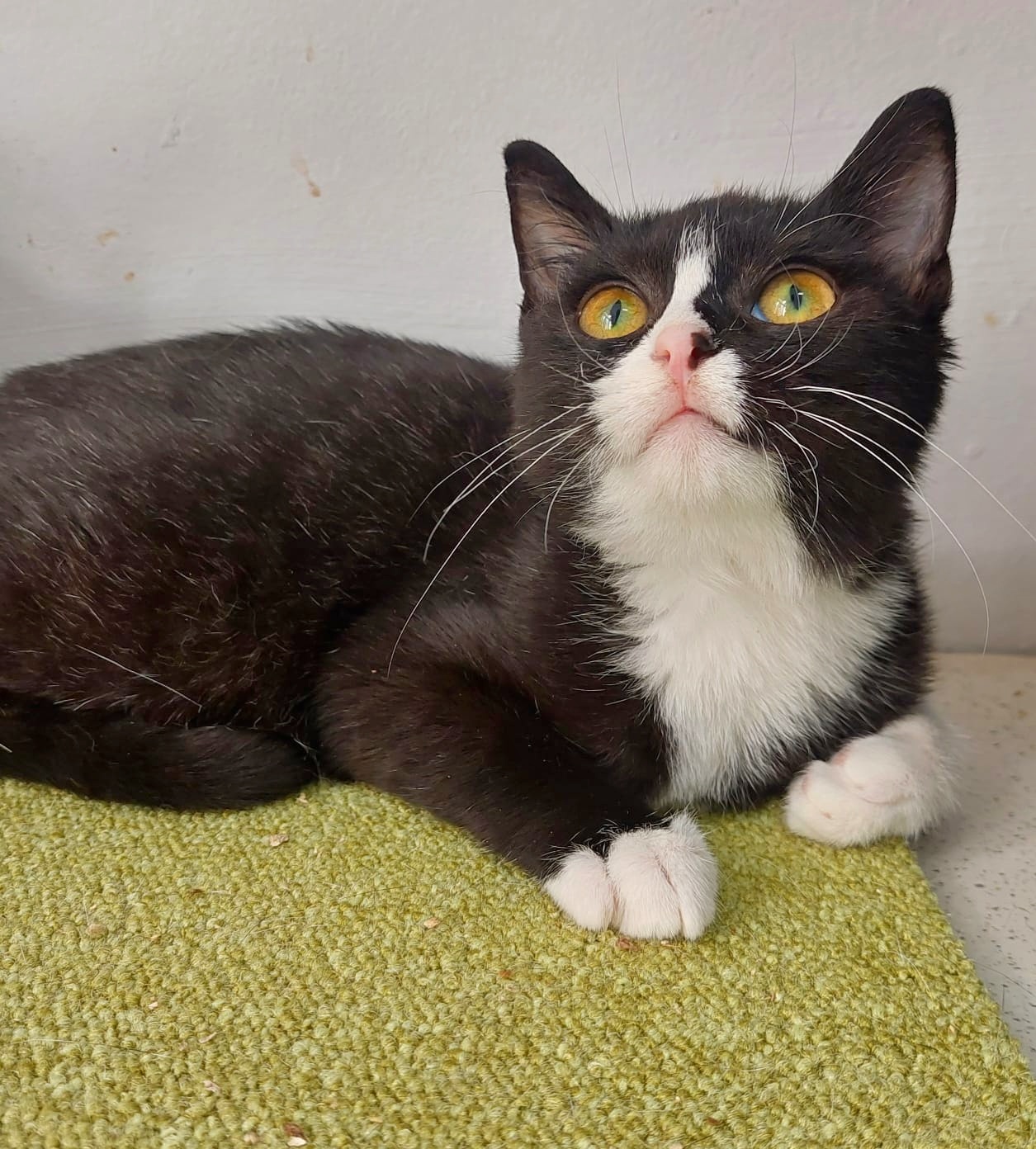 Millie te va iubi infinit dacă o adopți