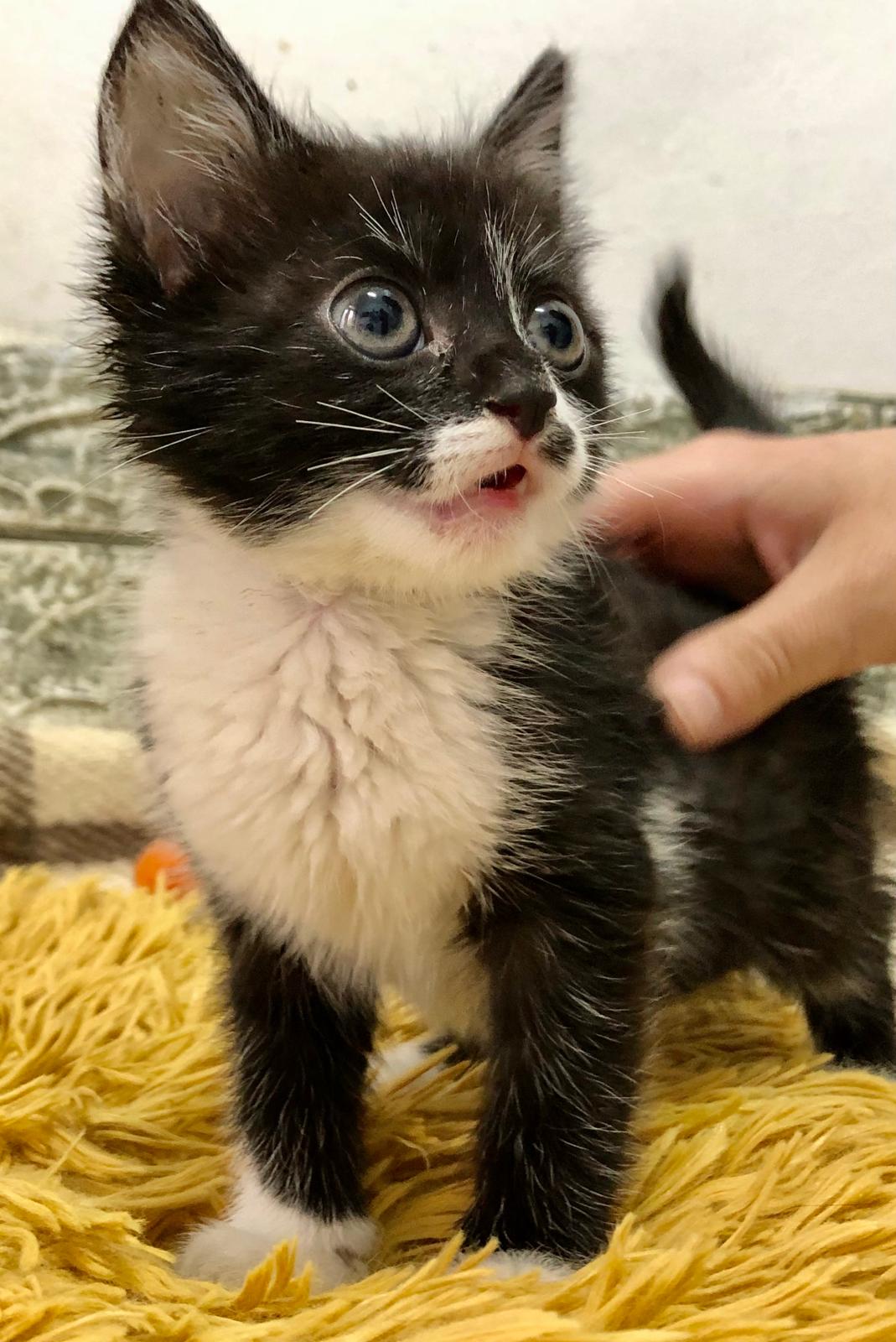 Cu Piper nu te vei mai plictisi niciodată. Adoptă-l!