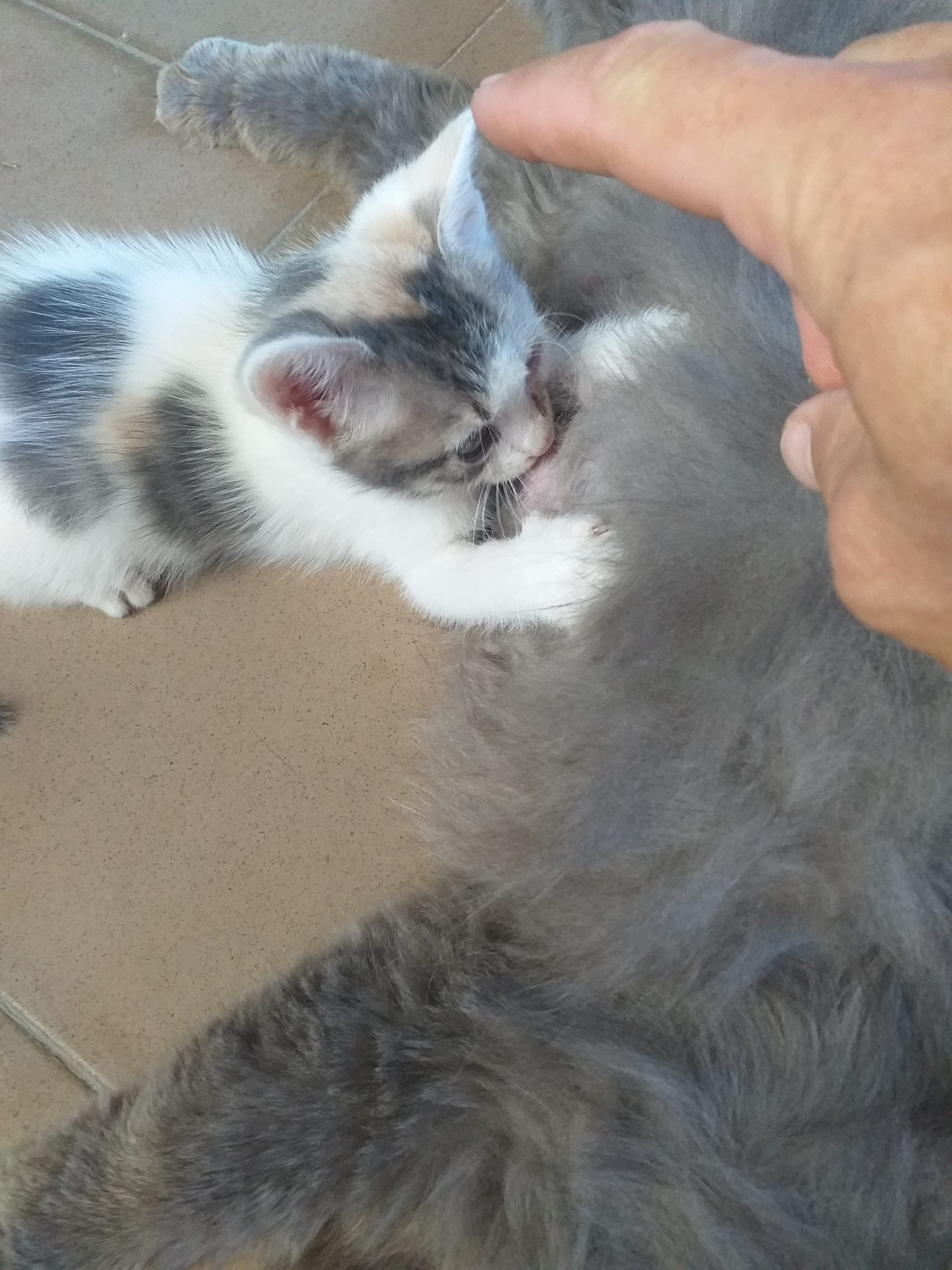 Oferim spre adoptie o pisică jucăușă 50% Nebelung