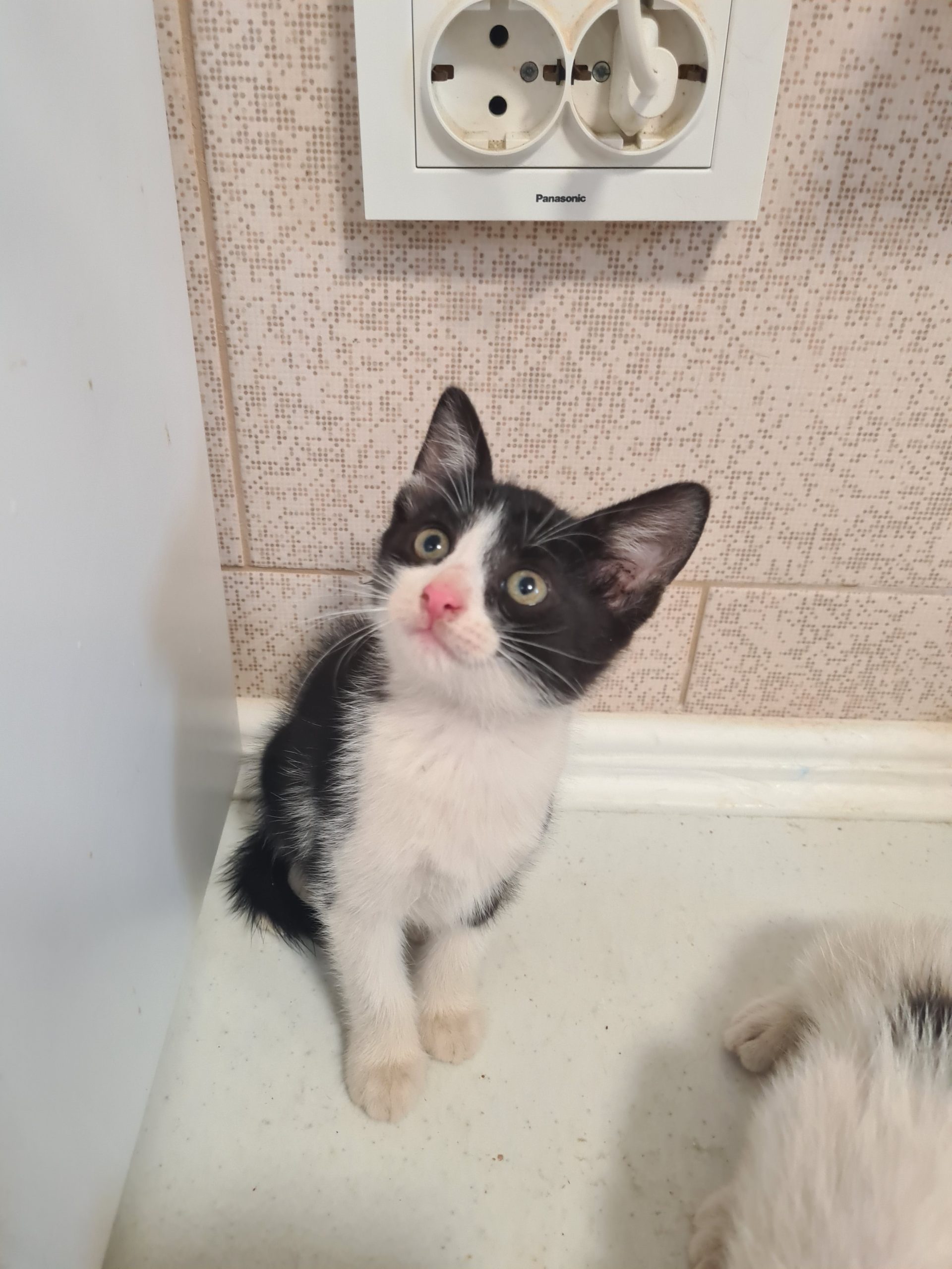Pisicuța pentru adopție