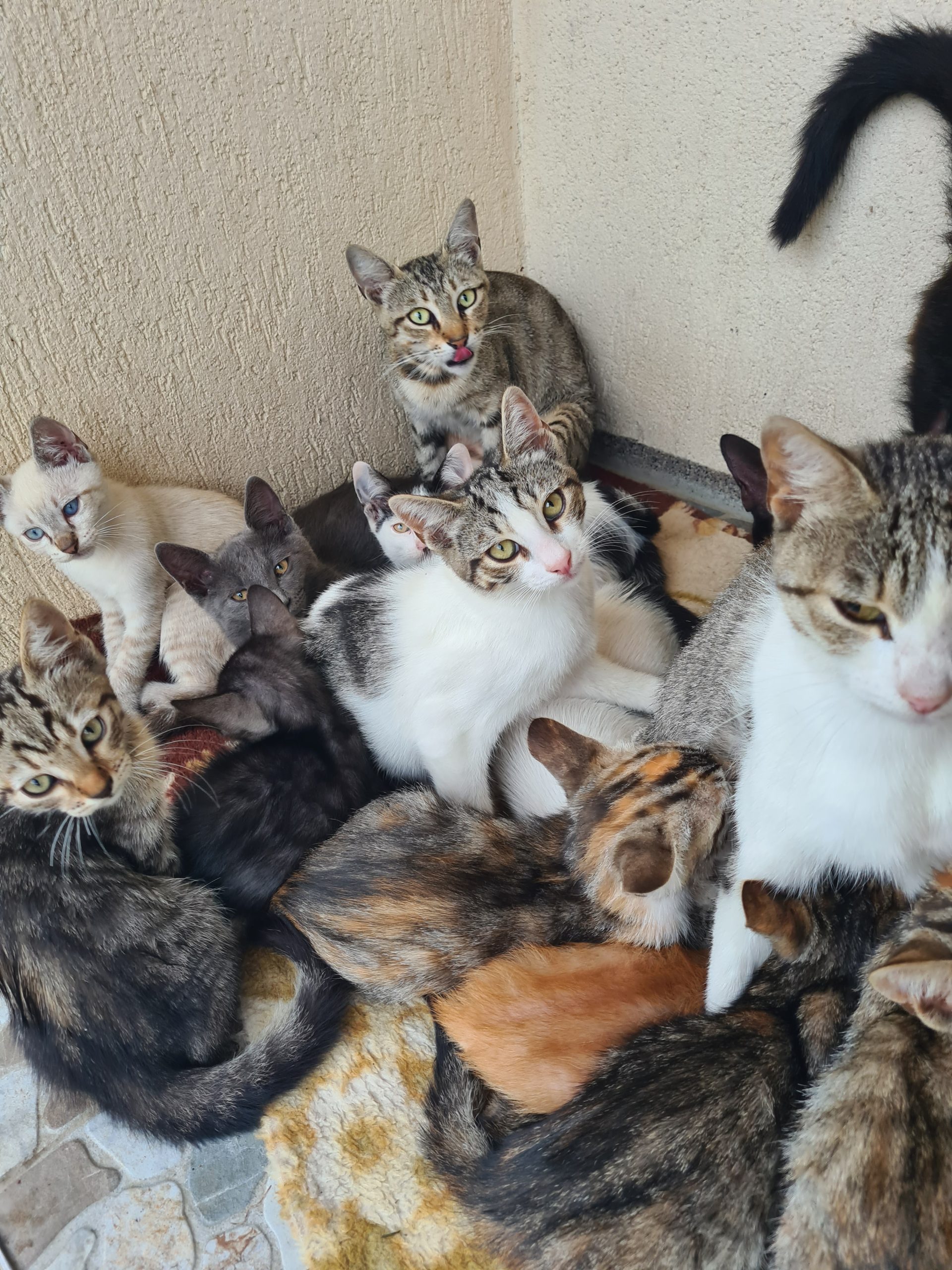 Pisicuțe pentru adopție