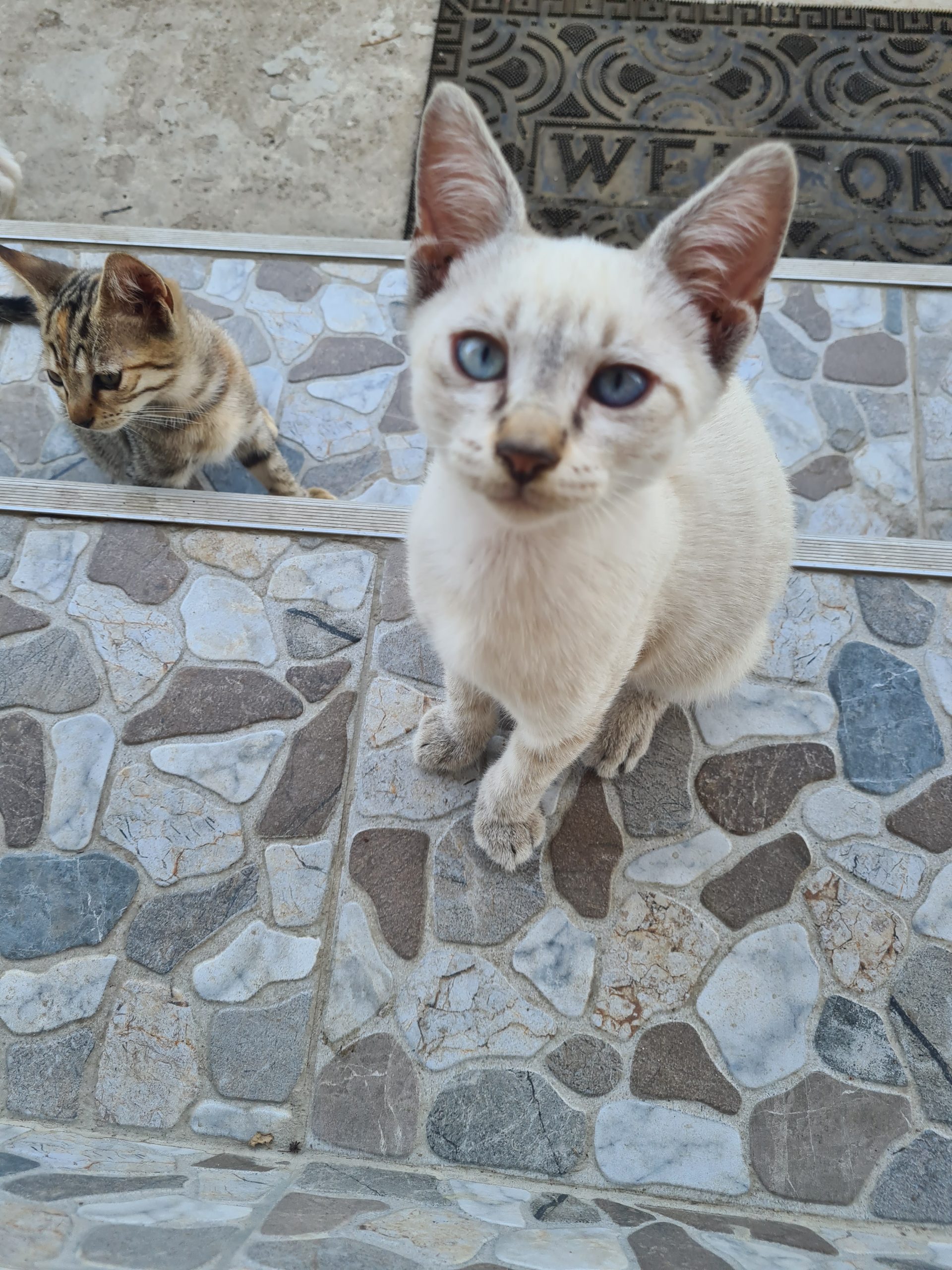 Pisicuțe pentru adopție
