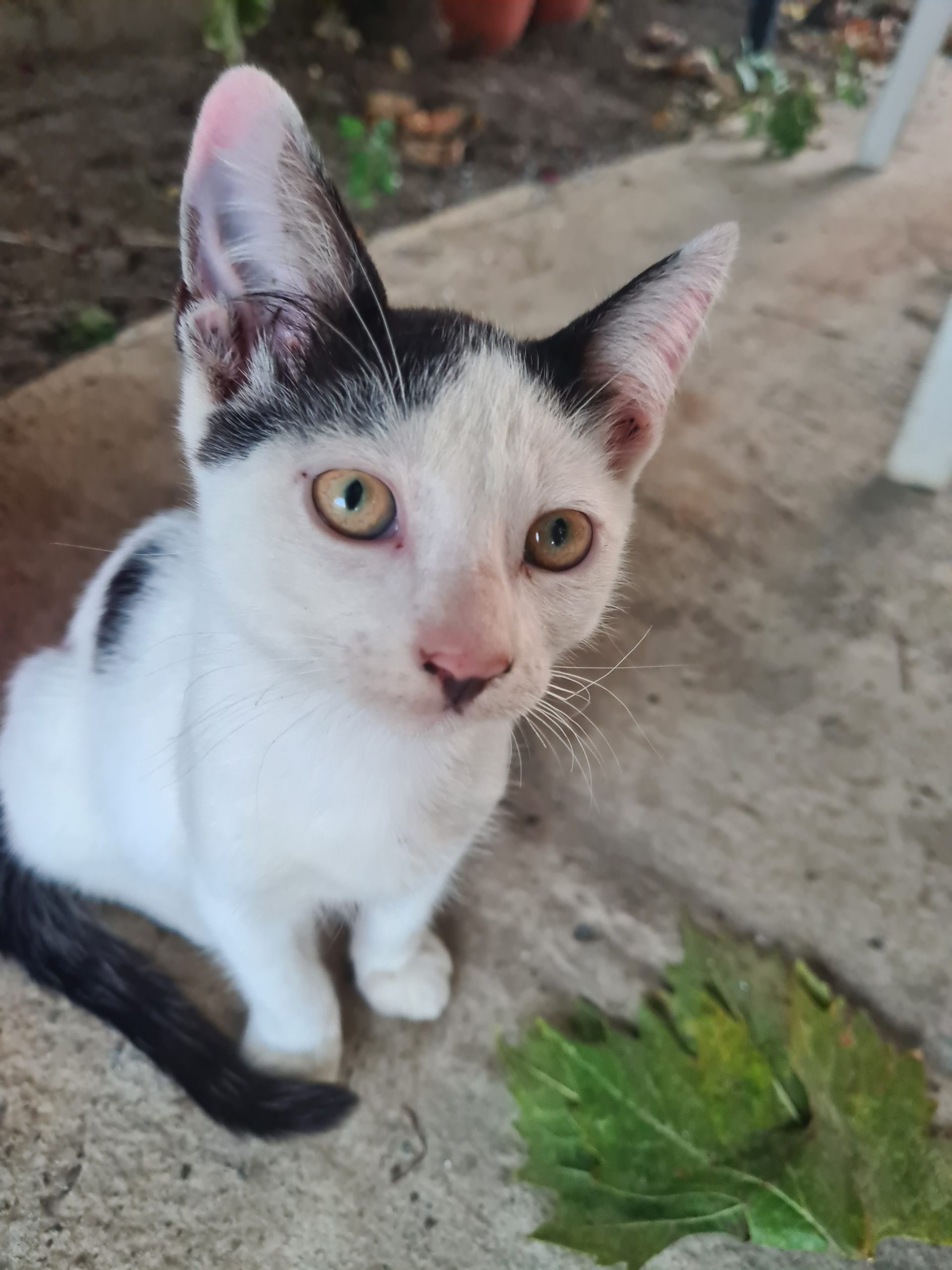 Pisicuța pentru adopție
