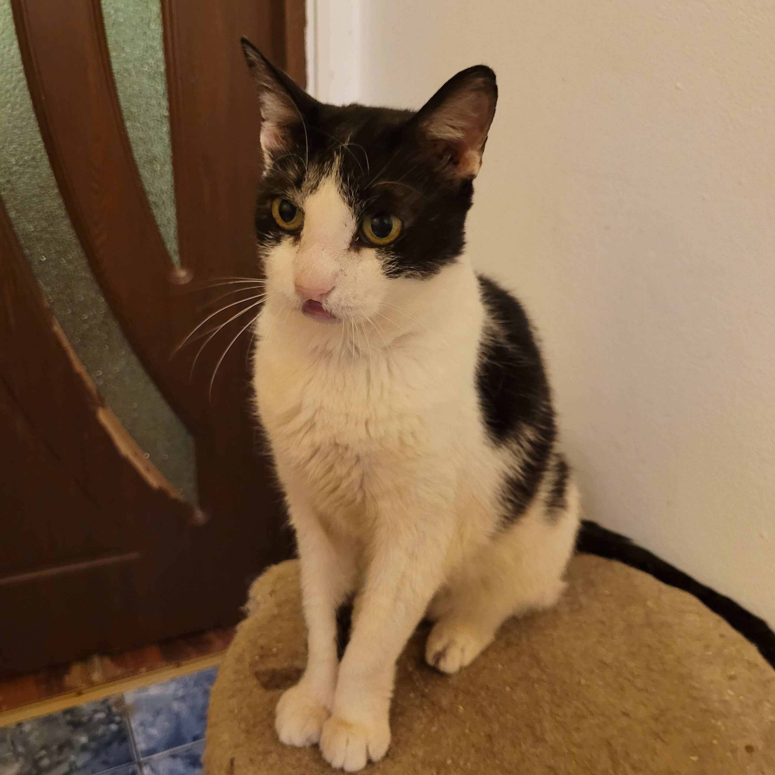 Suzi, pisica blanda