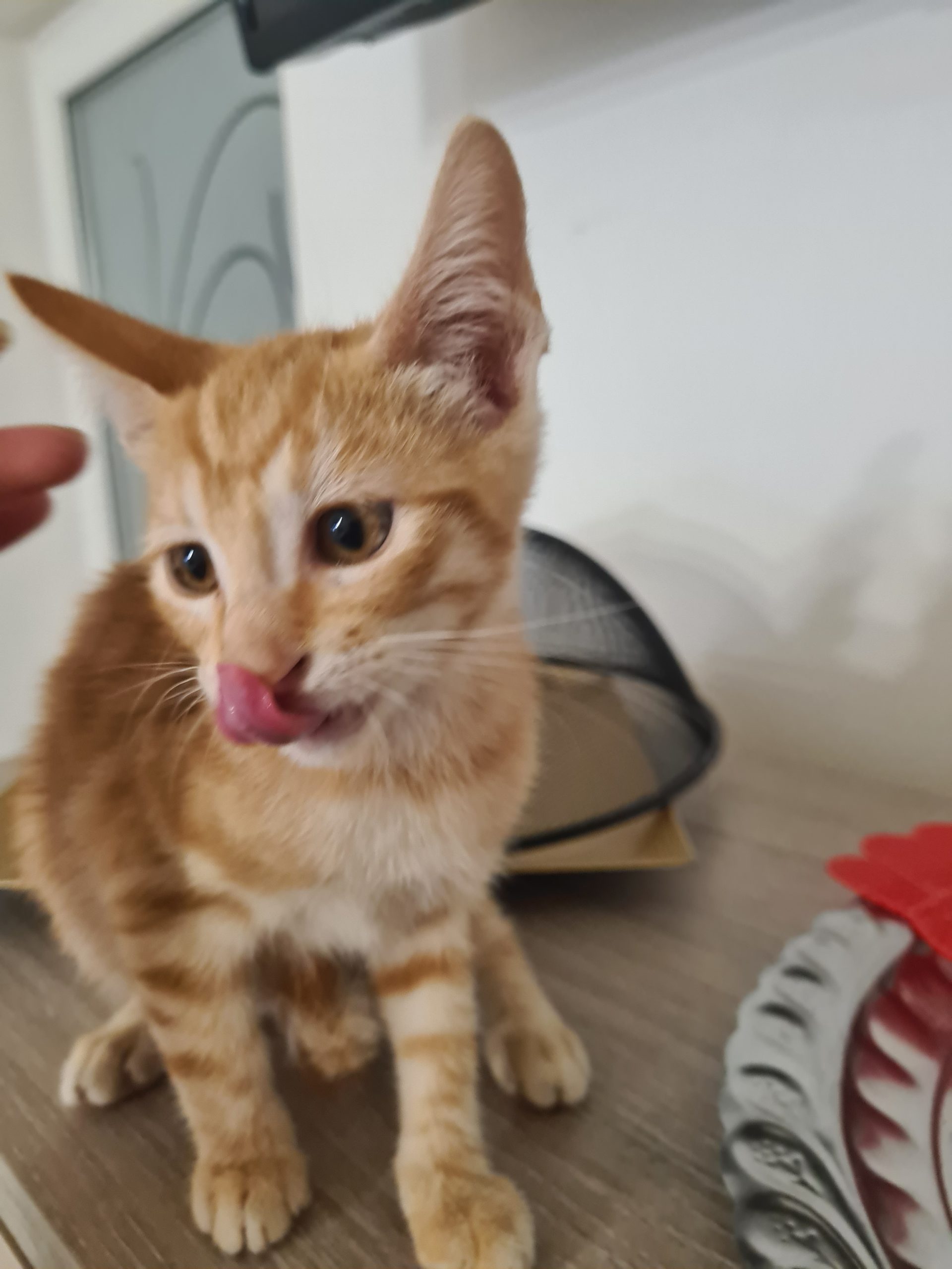 adopții pisici