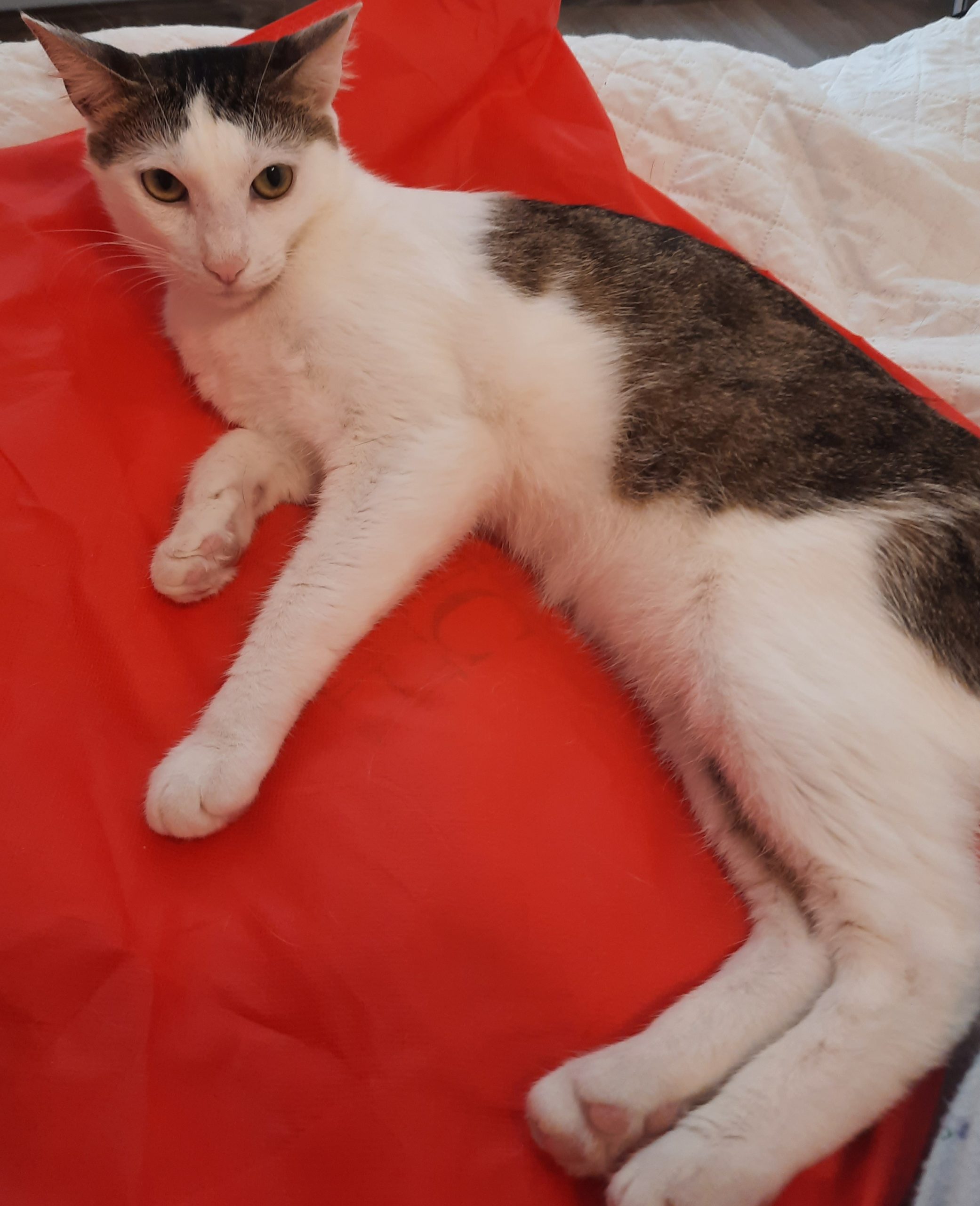 Dau spre adoptie motanel dragastos