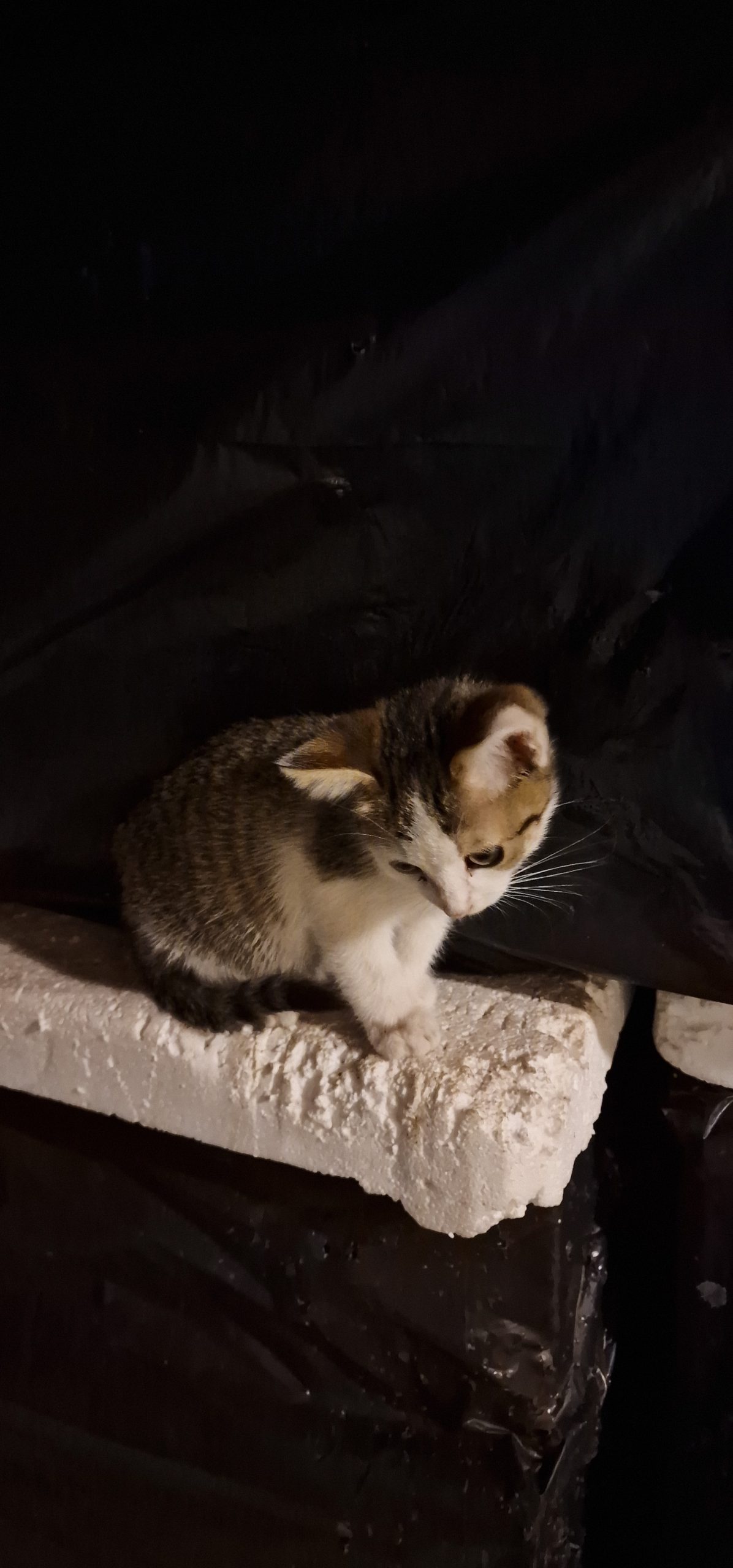 Adopții pisici