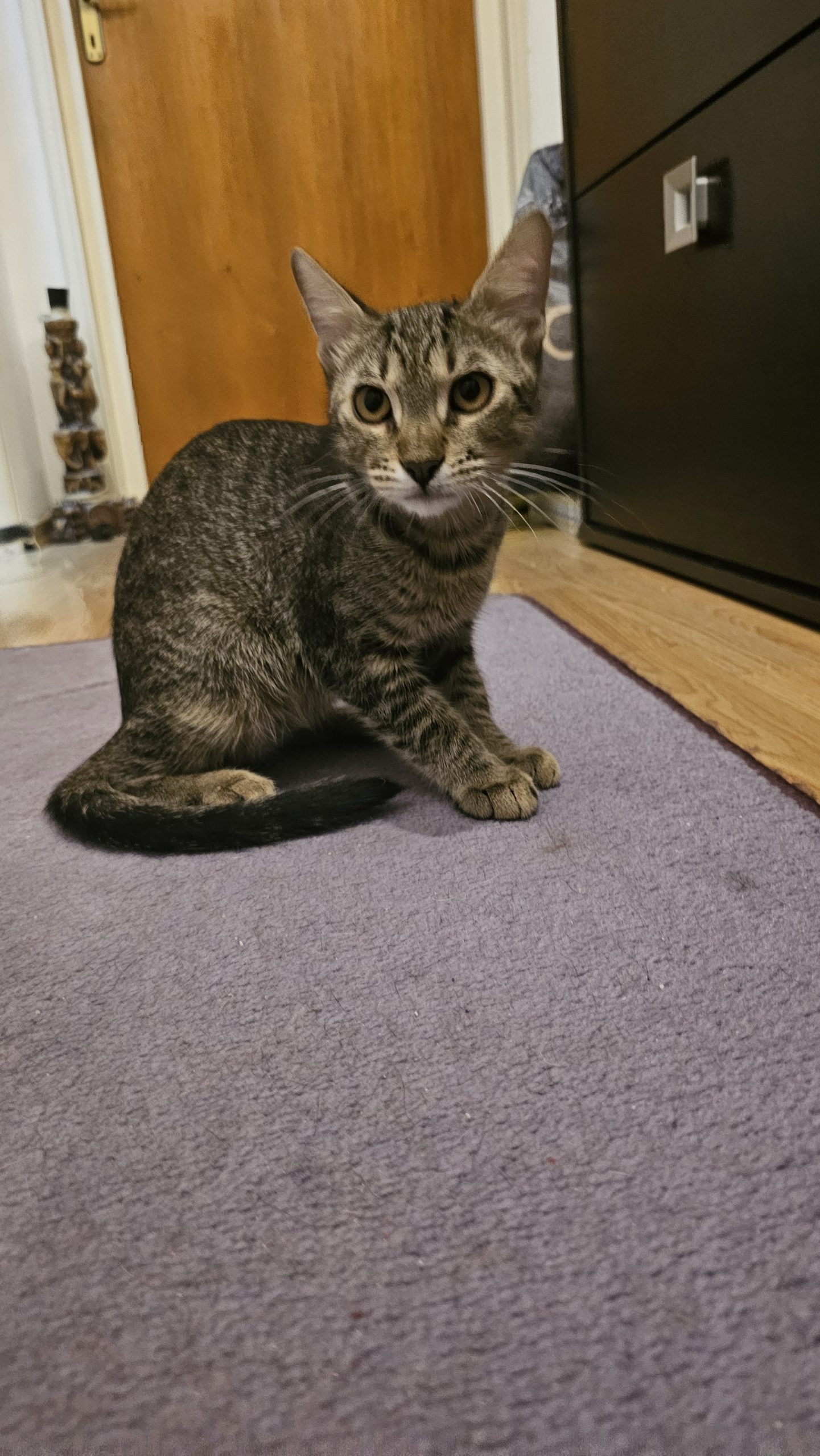 Adoptie pui pisica motan