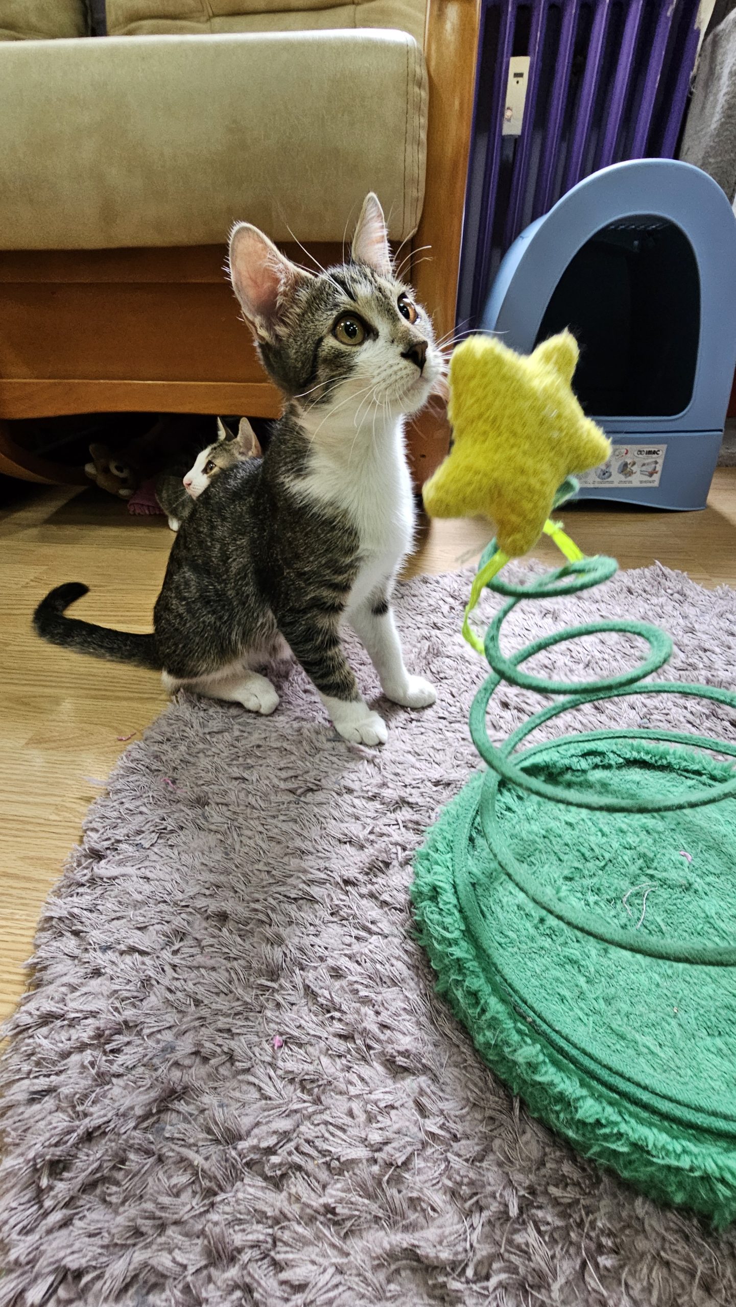 Adoptie pui pisica motan