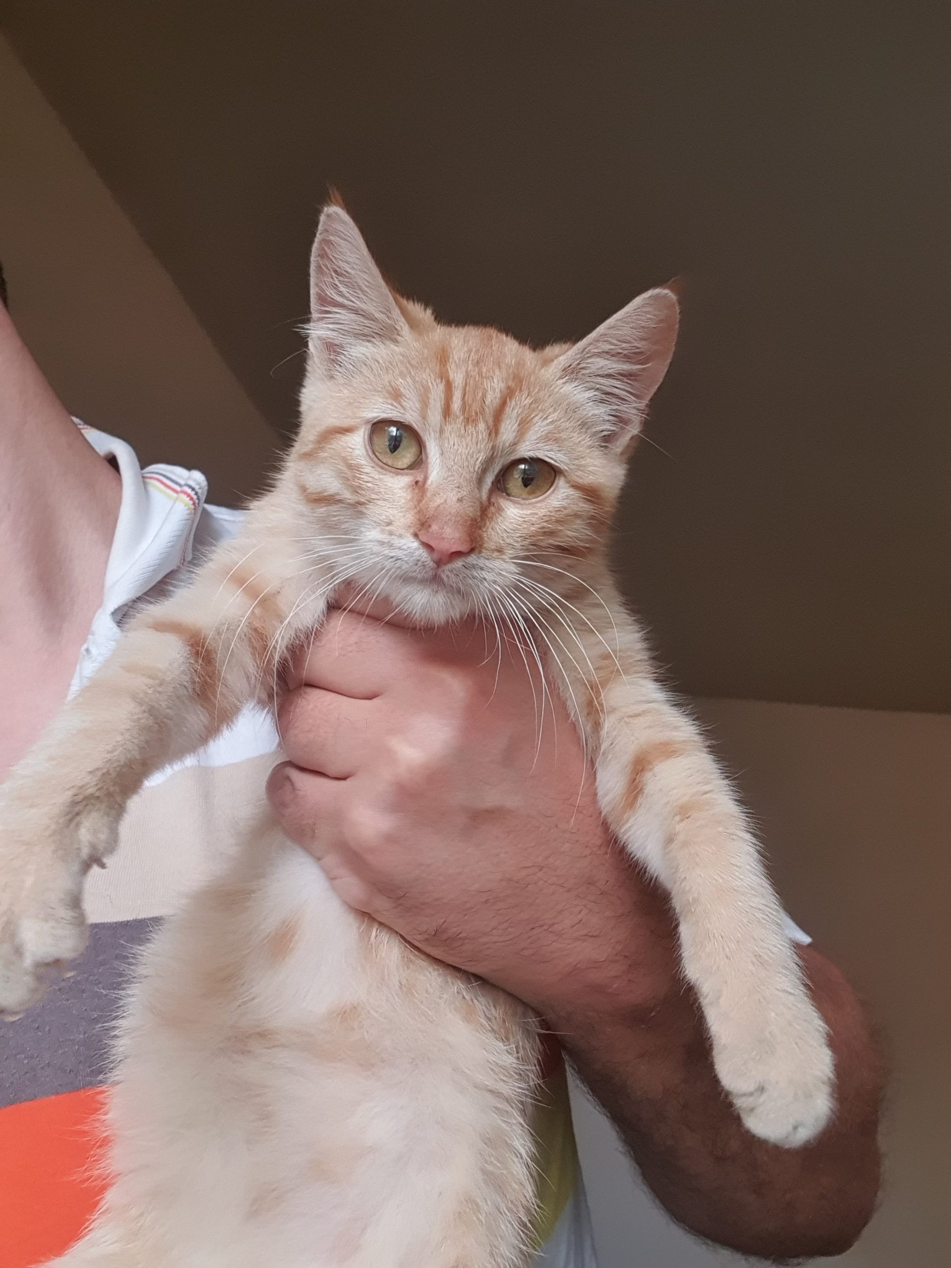 Garfield – o pisicuta extrem de afectuoasa