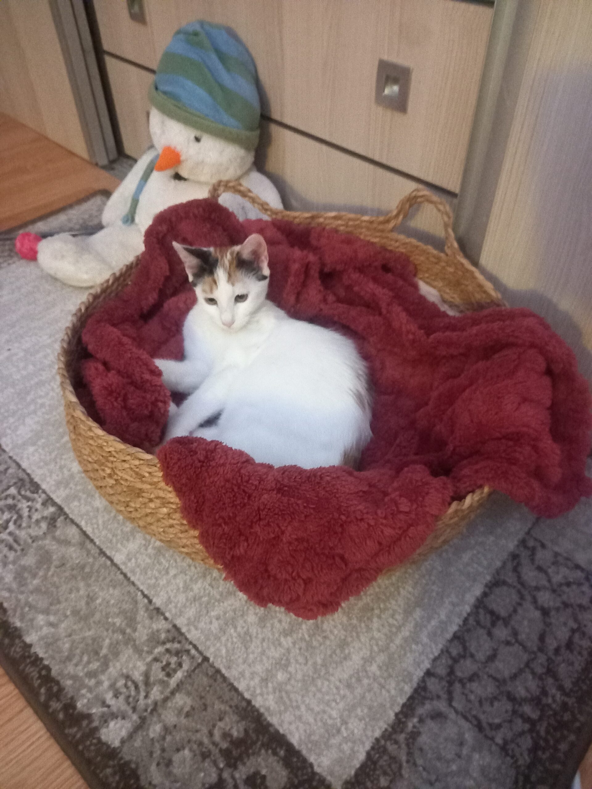 Pisicuta spre adopție