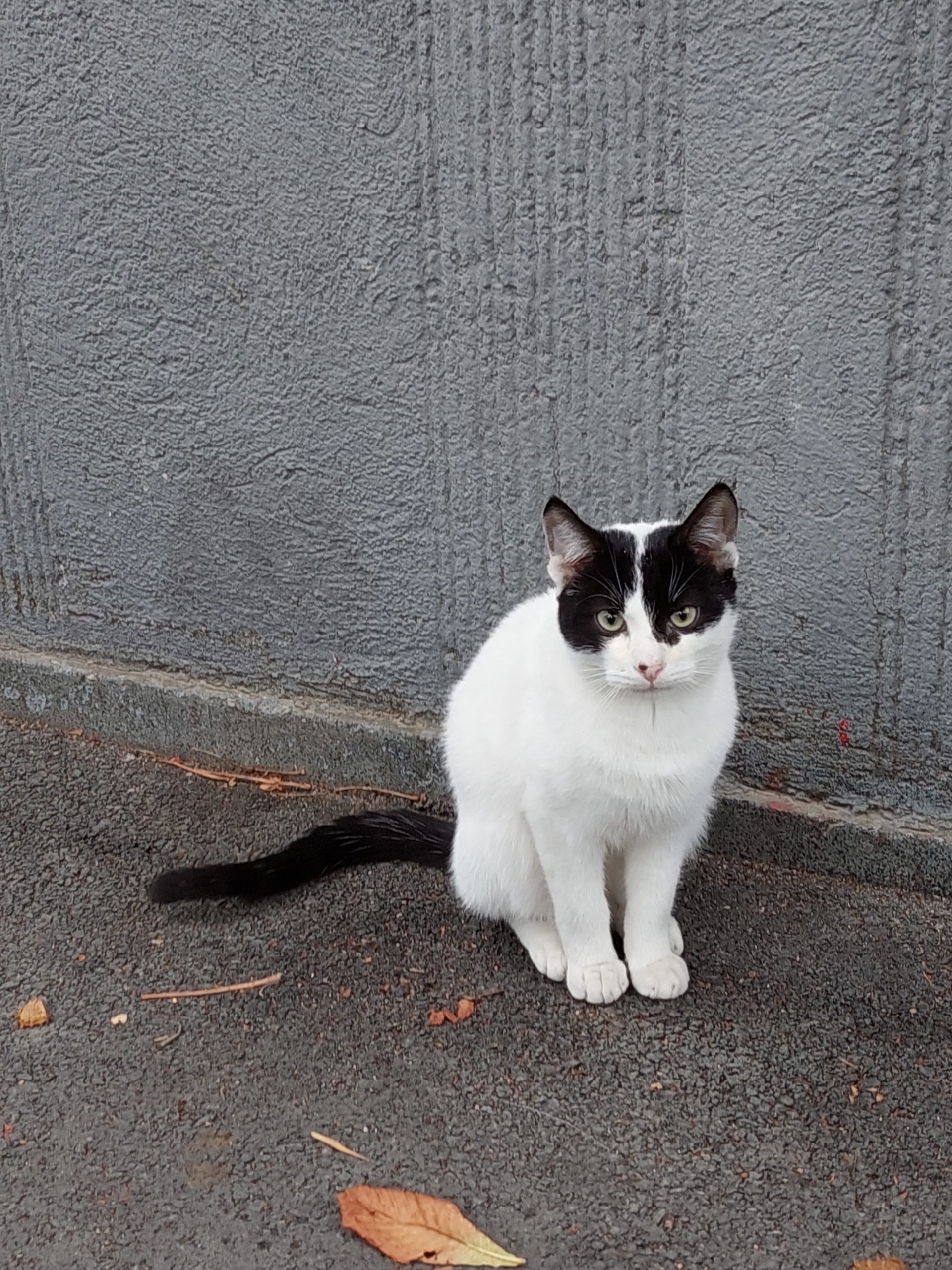 Oliver