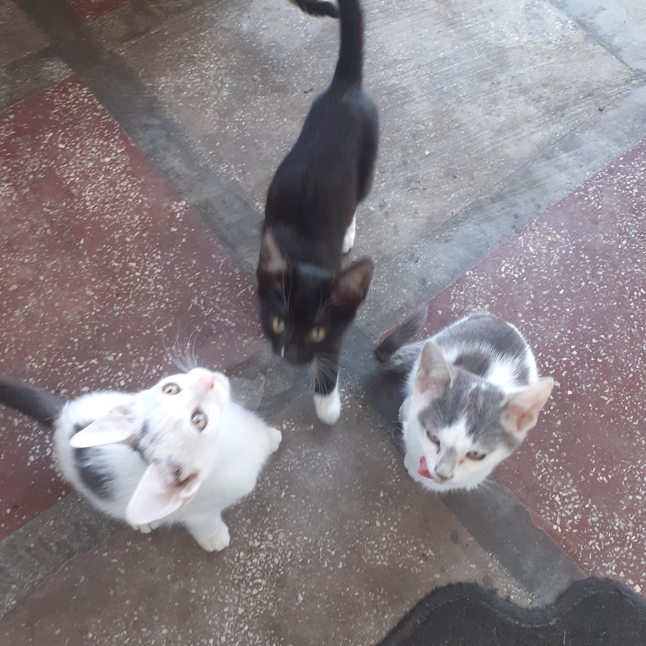 3 motanei cautam casuta