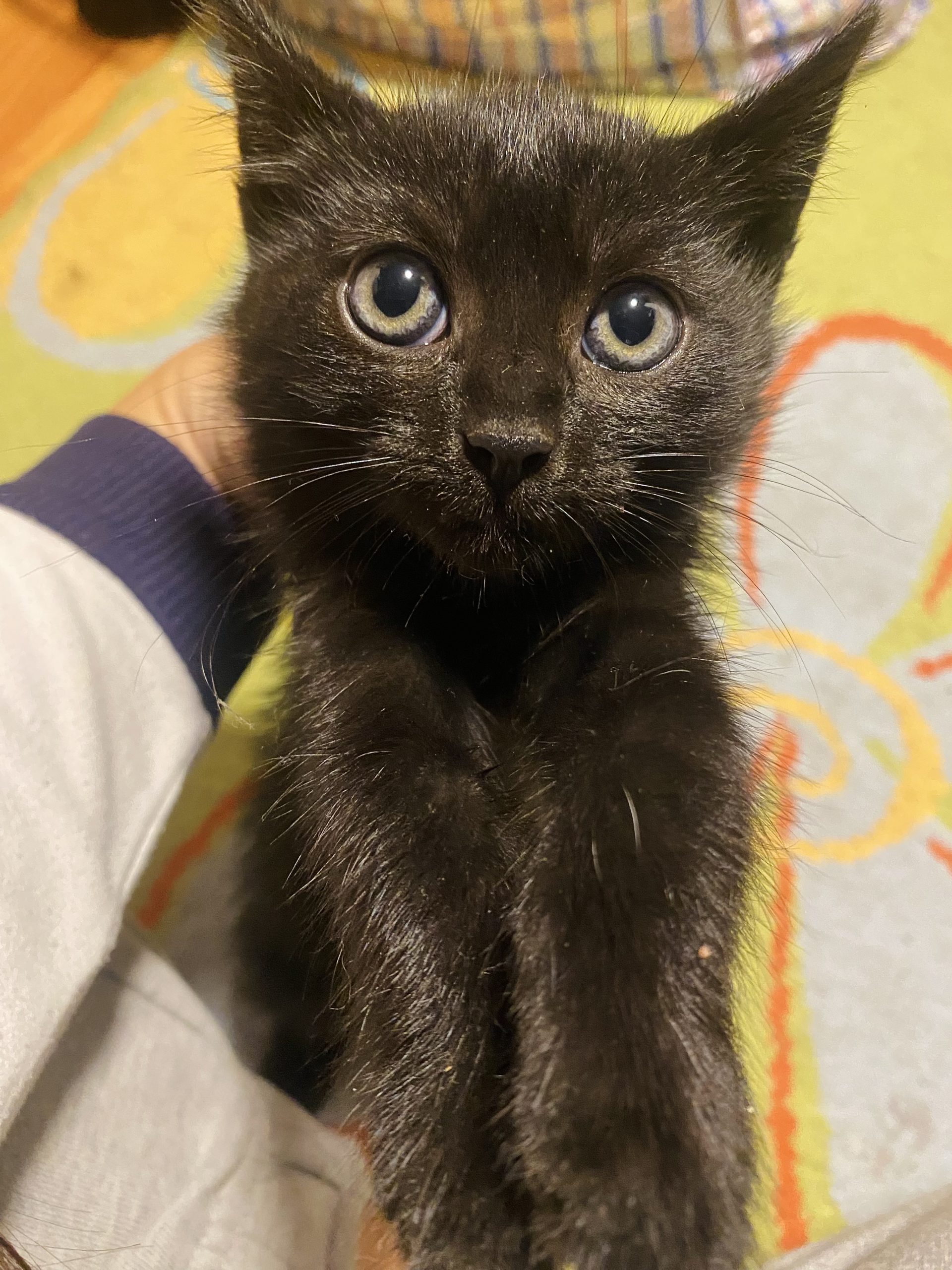 Pisicuta neagra cu multa iubire de oferit