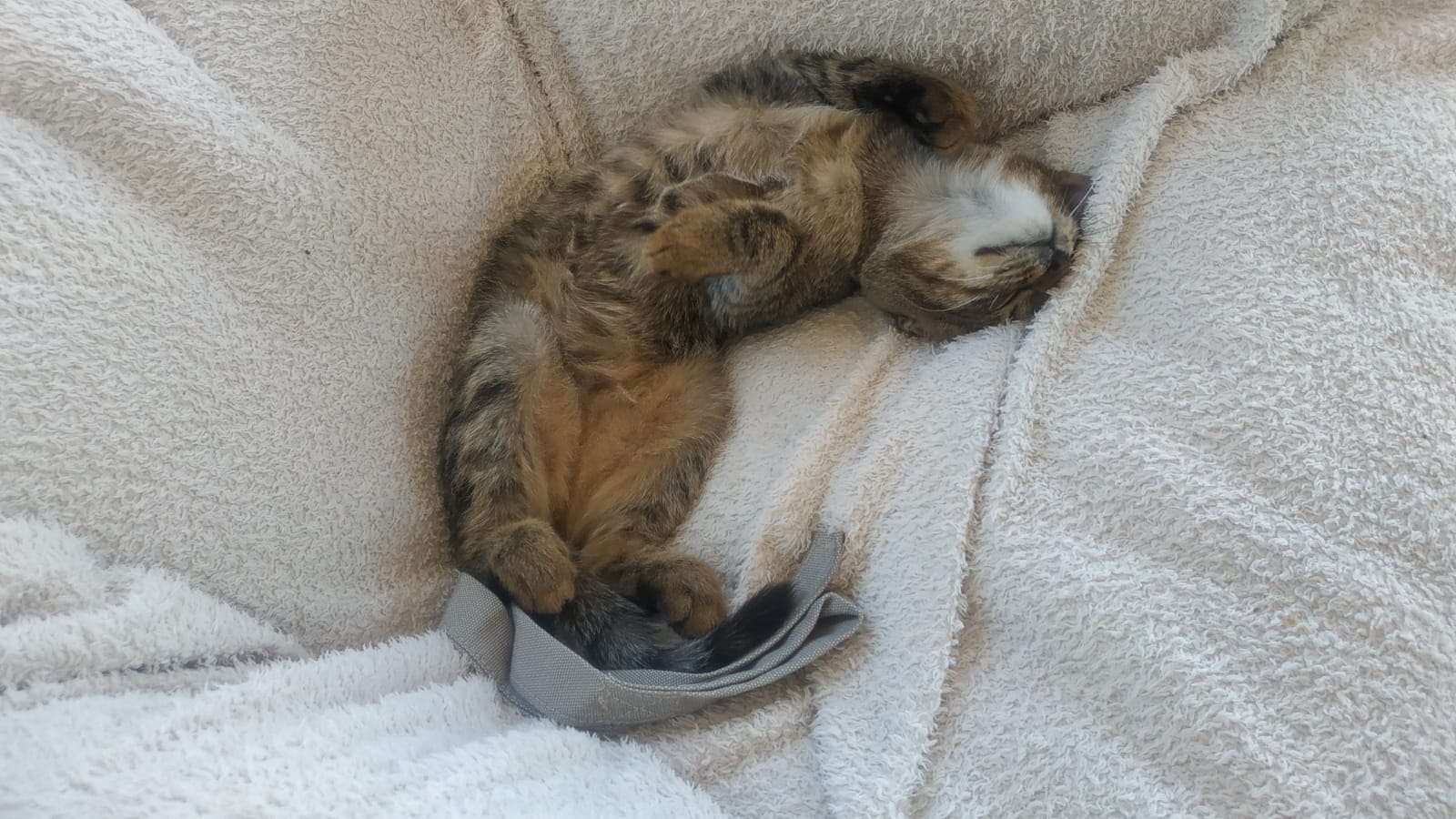 Pisicuta pentru adoptie