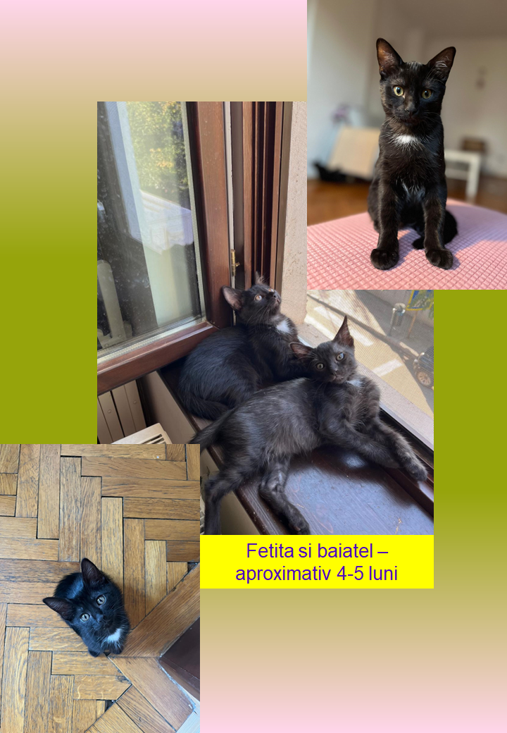 🏡 Doi blănoși speciali caută o familie pentru totdeauna! 🐾