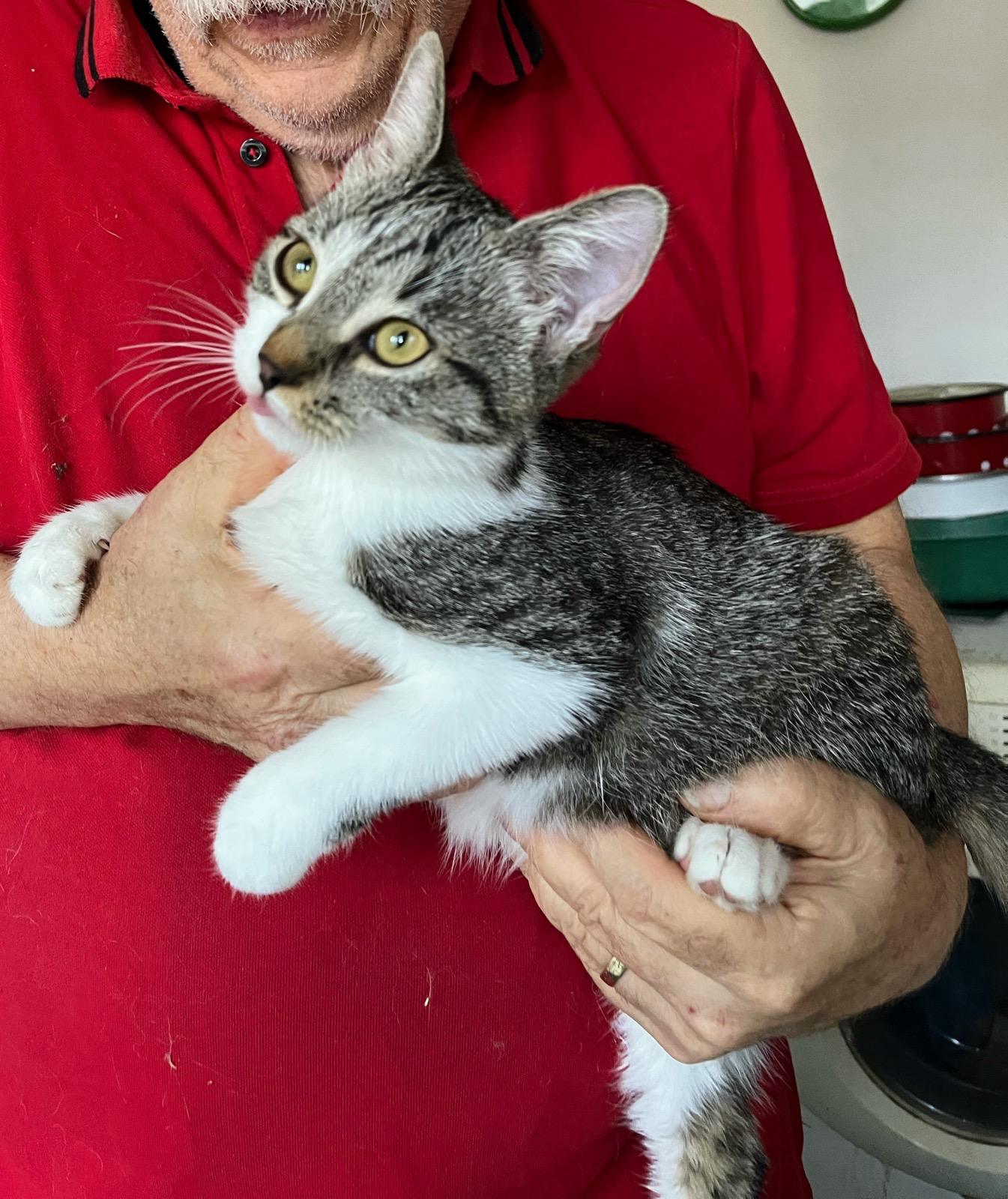 Metis British Shorthair, gratuit