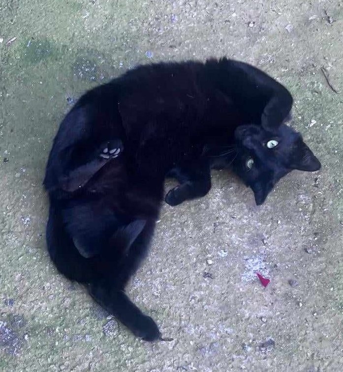 Carluta, blanita si inima din catifea