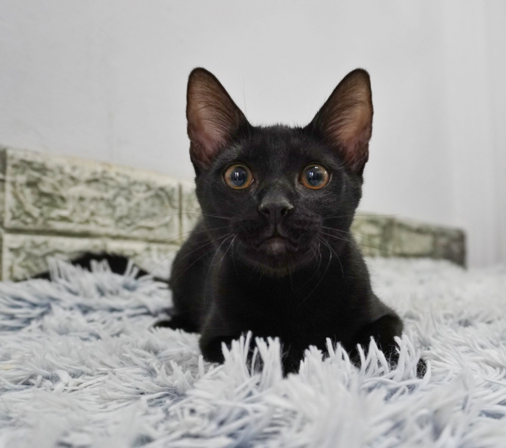 Cairo se va purta de parcă te știe de o viață dacă îl adopți