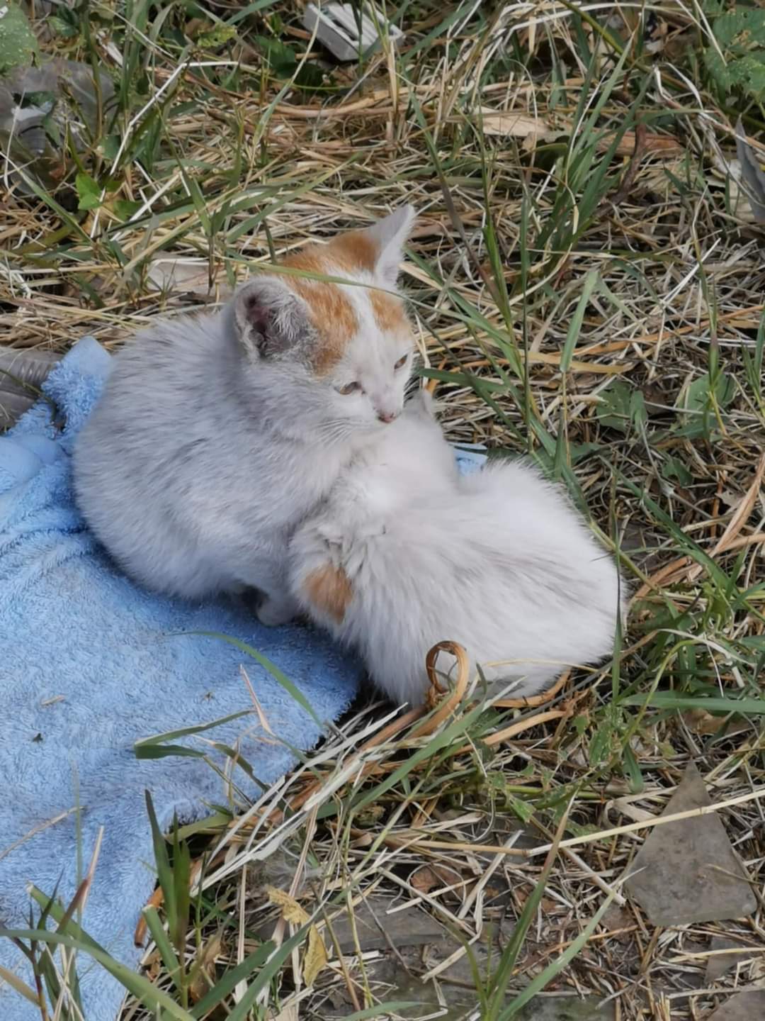 Urgenta maxima, adoptie