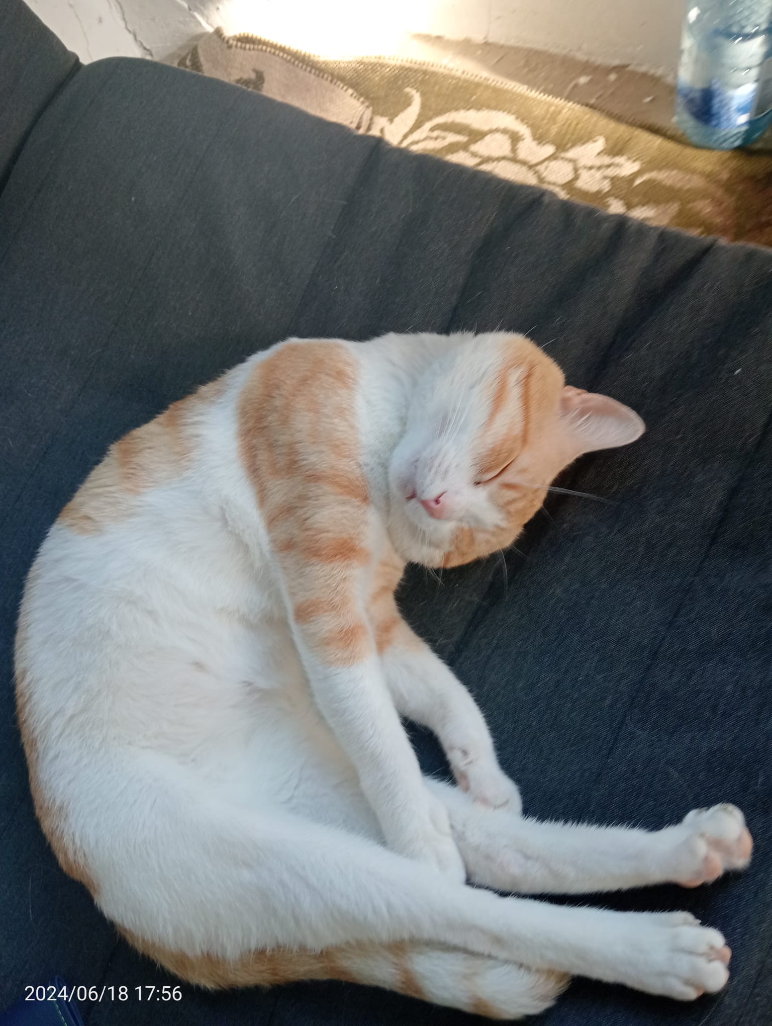 Adoptie pisica