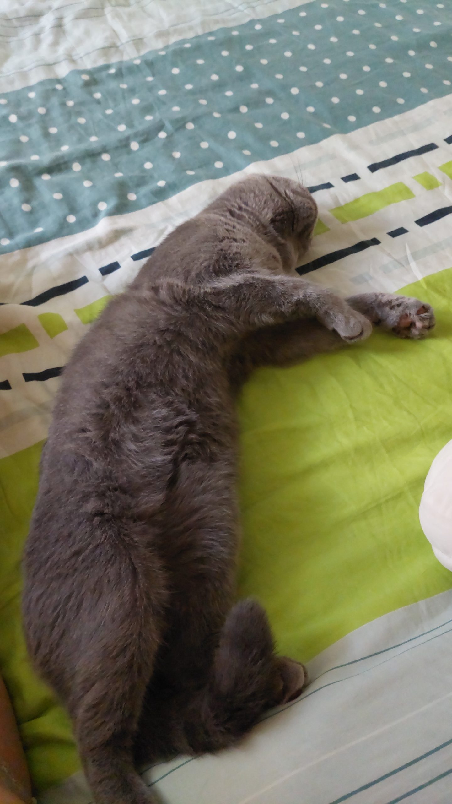 Pisicuta british shorthair caut iubire