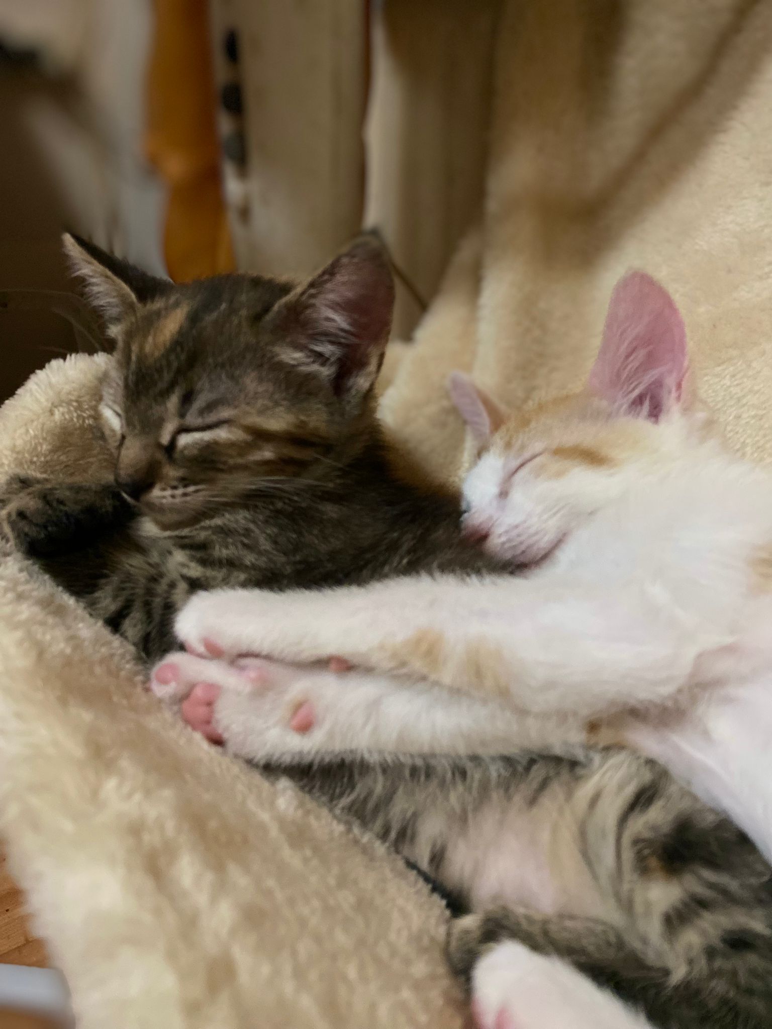 Dau spre adopție 2 pisicuțe au 3 luni aproximativ fetita și băiat sunt cuminți jucăuși mănâncă și fac la litiera din tarnaveni mures