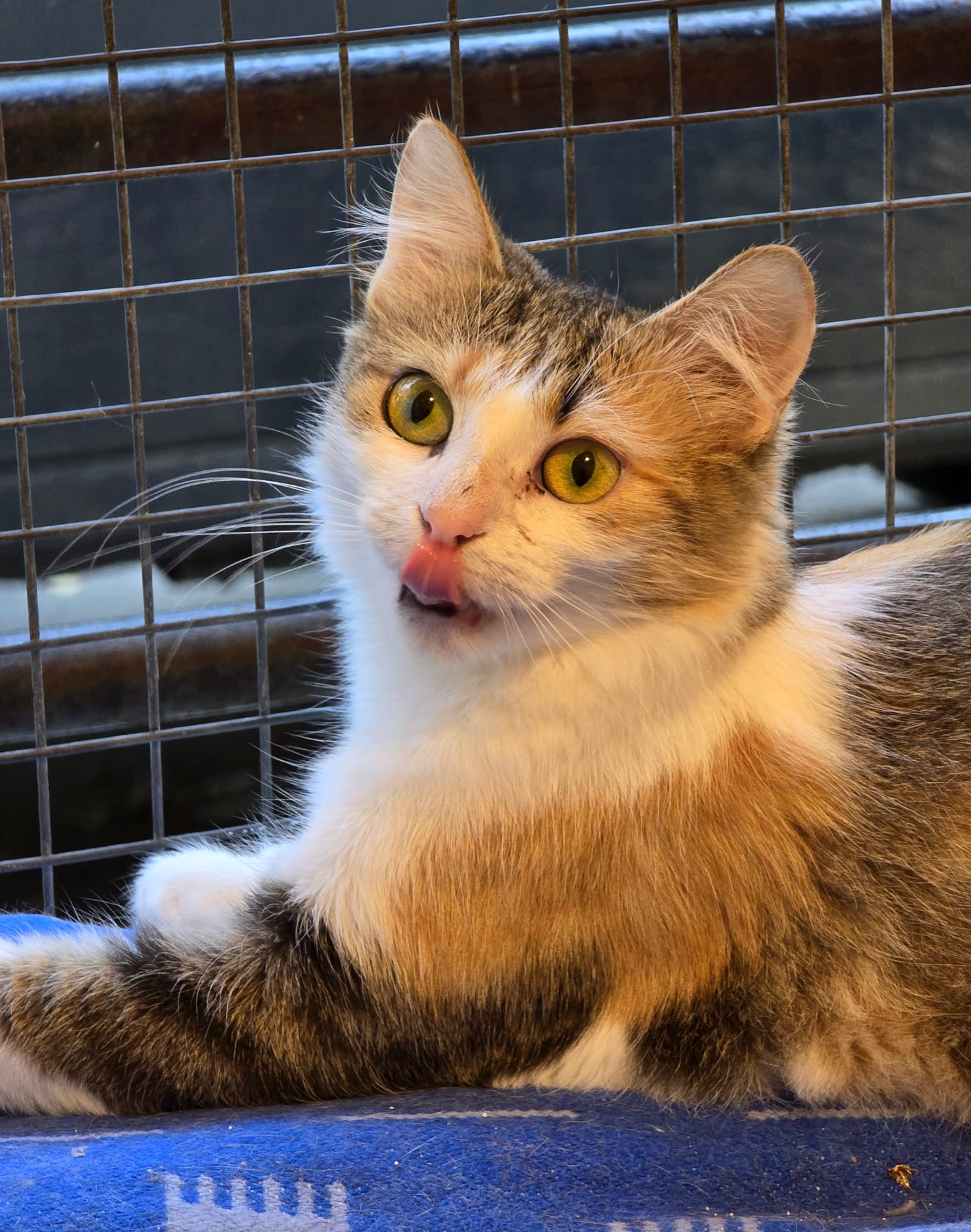 Daria te va iubi din prima clipă dacă o adopți (blană semilungă)