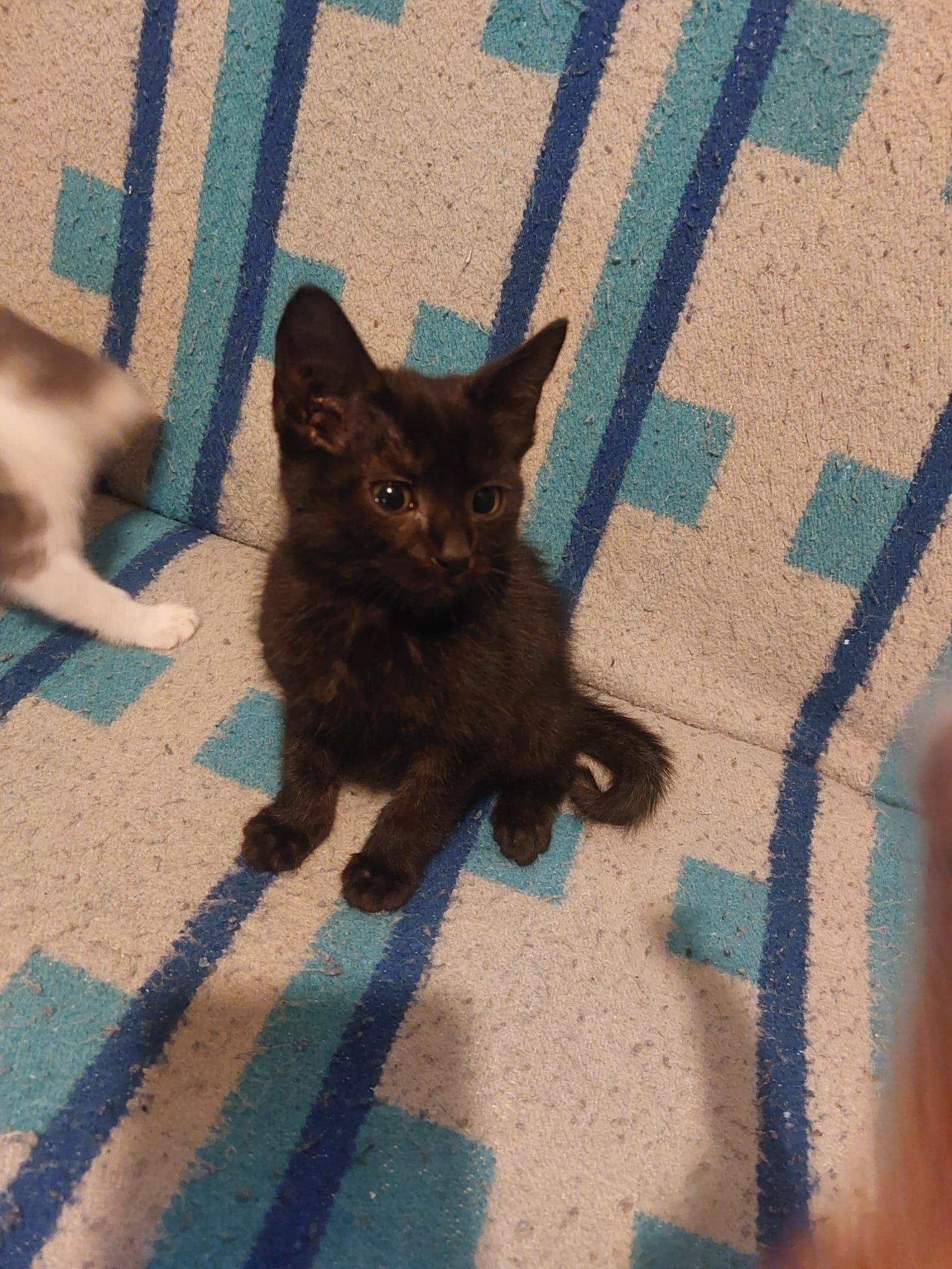 Pisoiasi pt adoptie