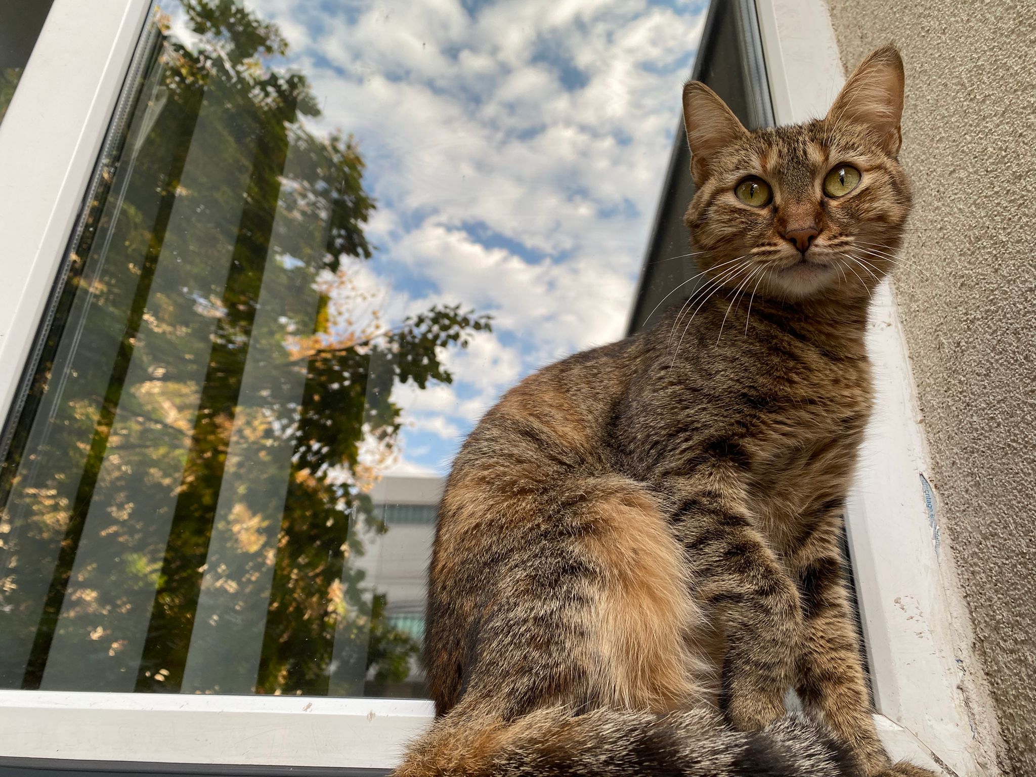 Pisicuta pentru adoptie – Bucuresti