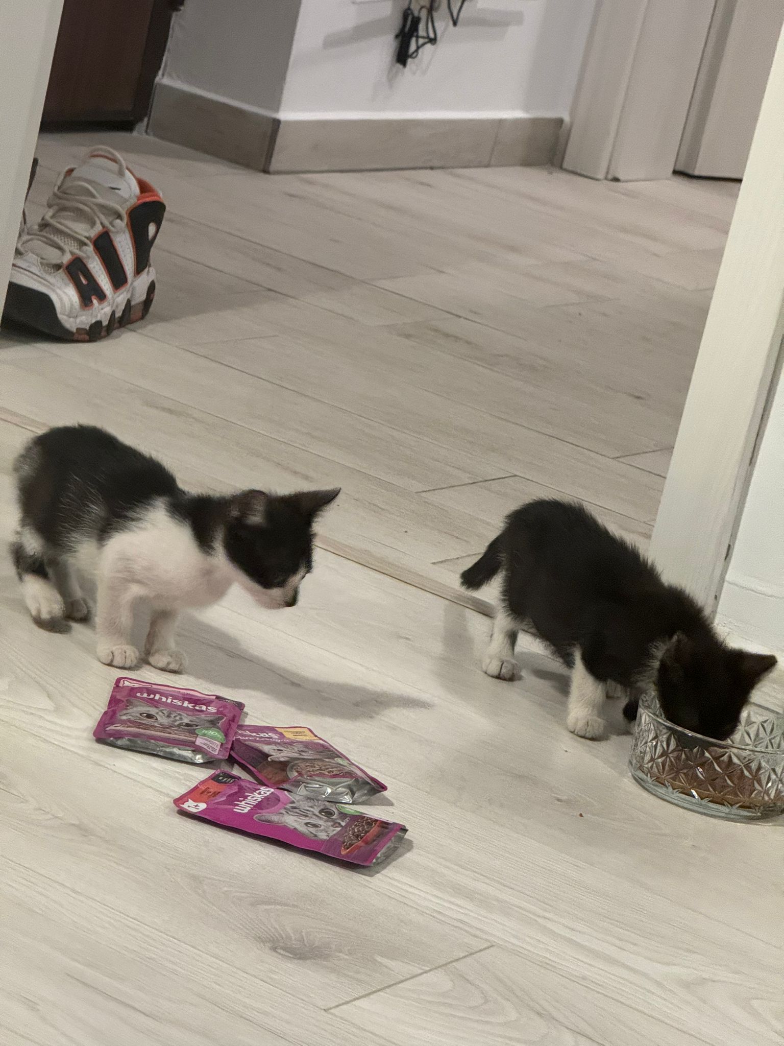 Pisicuțe pentru adopție