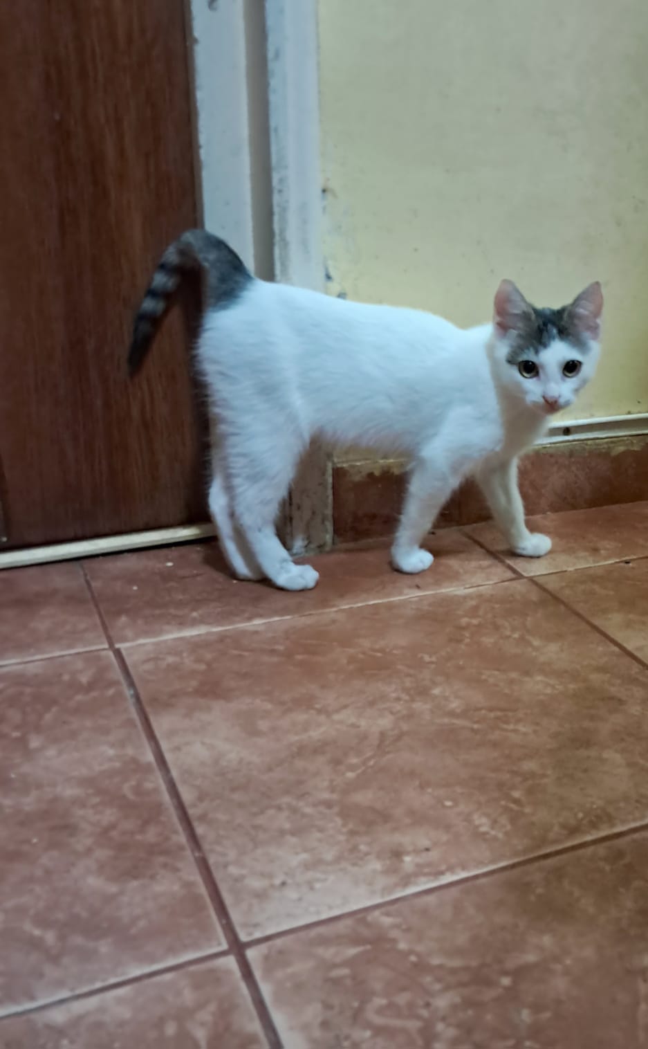 Missy. Eleganta și cu maniere