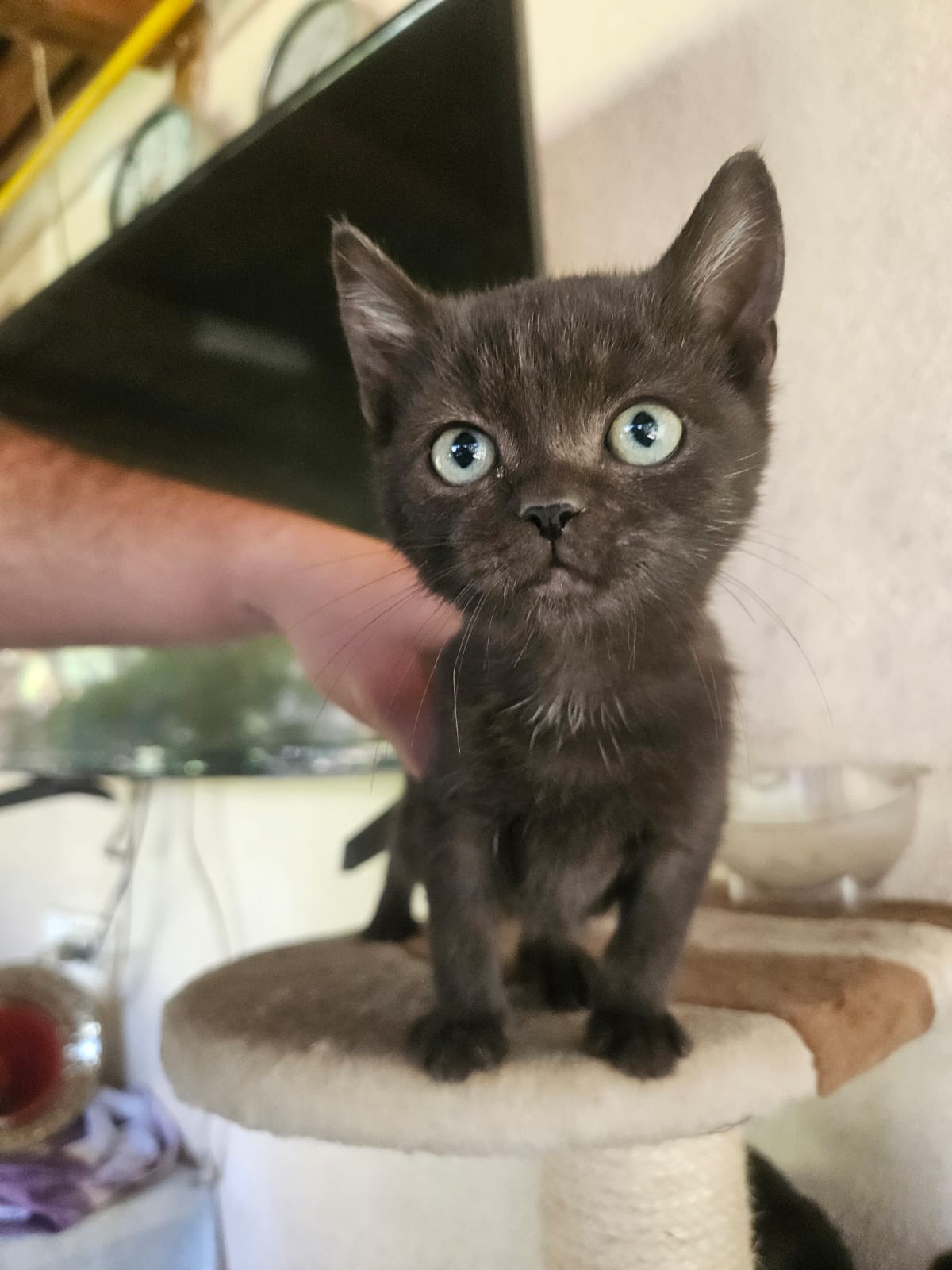 Poppy, găluşcă adorabilă
