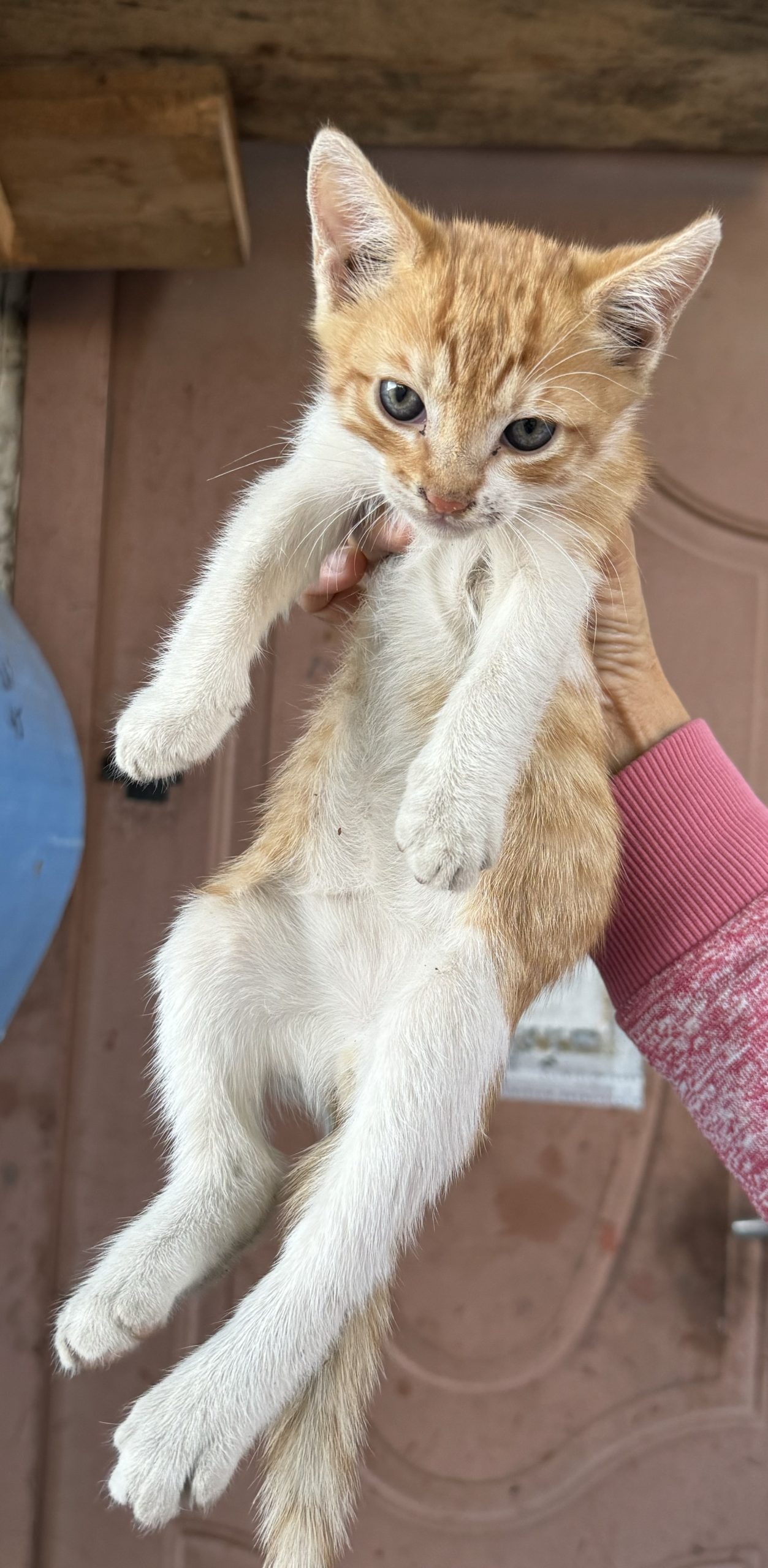 Adopție Urgentă!🧡