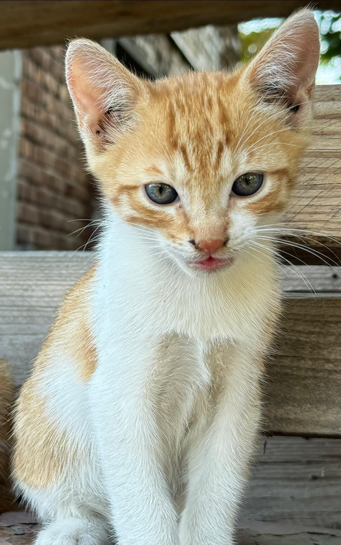 Vine frigul… vreau o căsuță!🧡