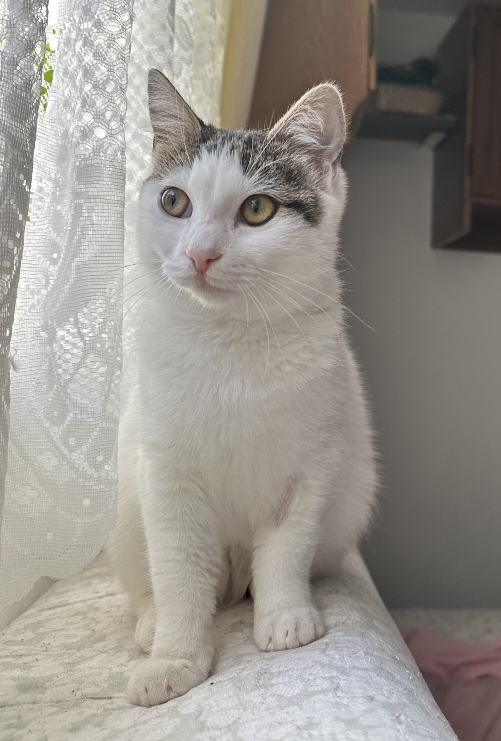 Tobița caută familie iubitoare