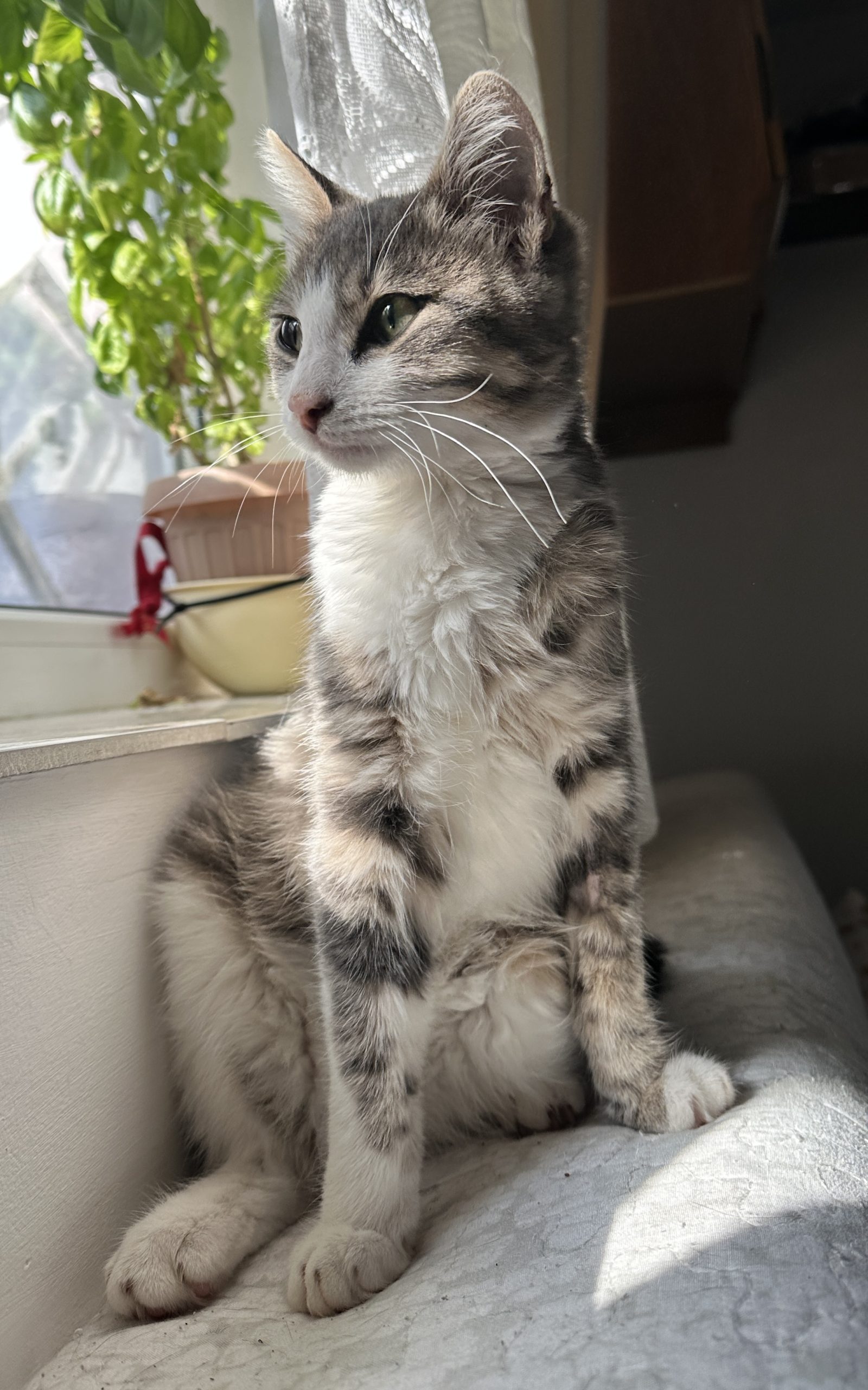 Thor în căutarea unei familii