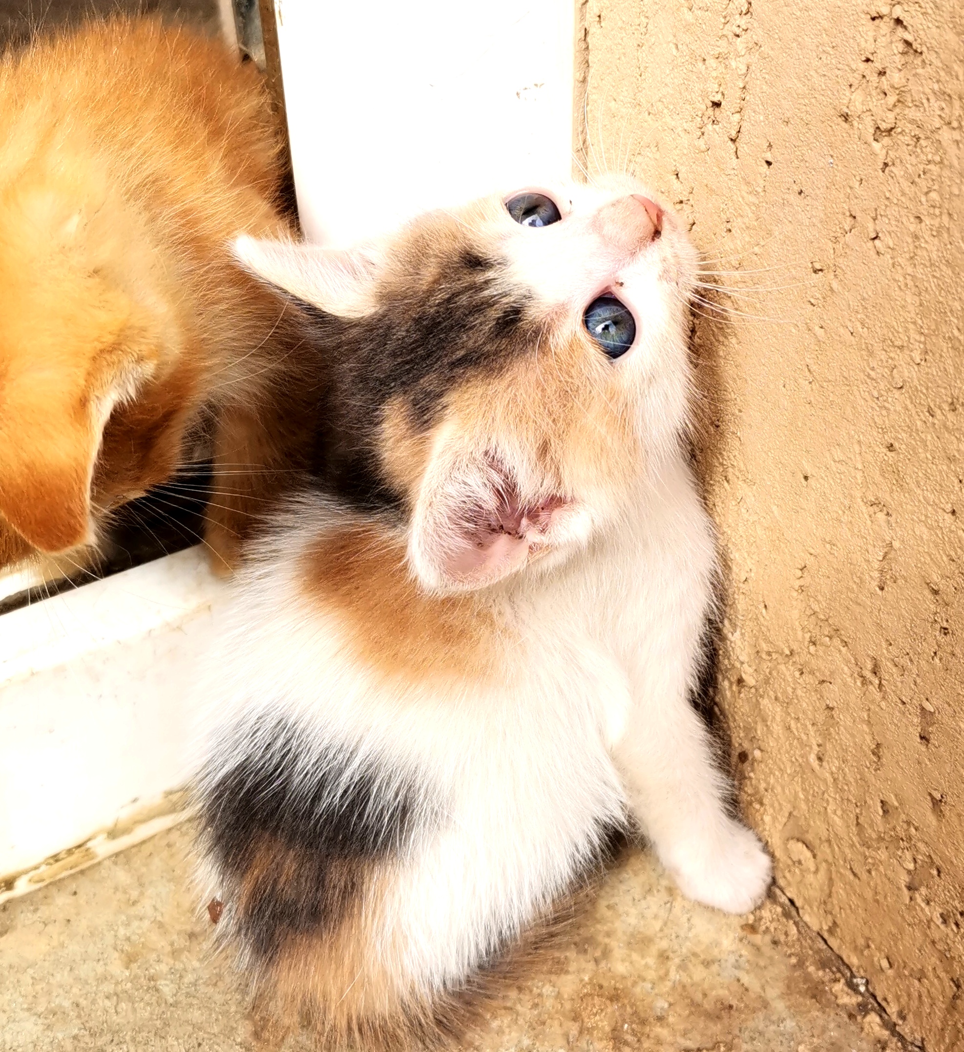 Pisicuta calico 6 saptamani