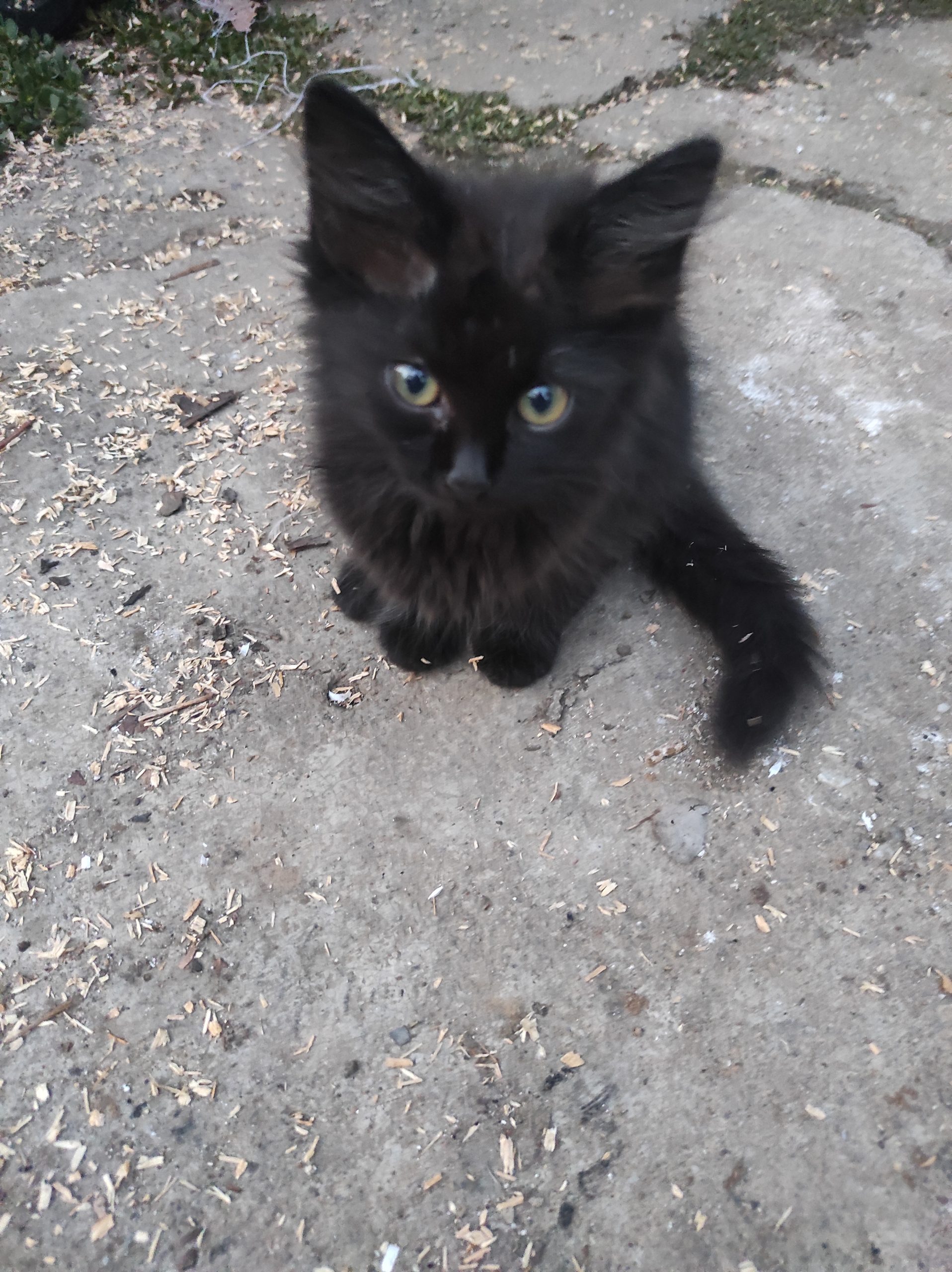 4 Pisoi adoptii