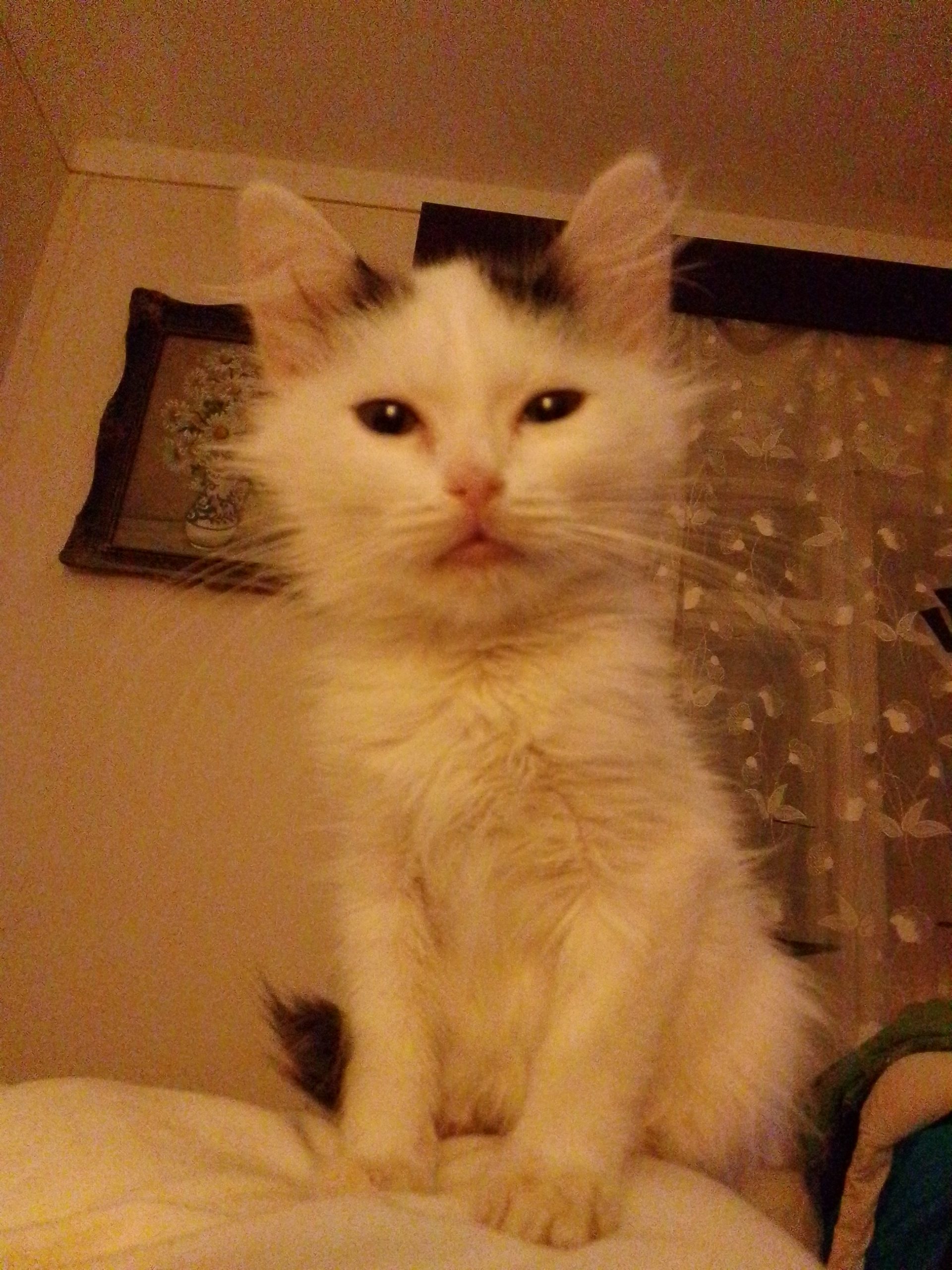 Clopoțel – fetiță