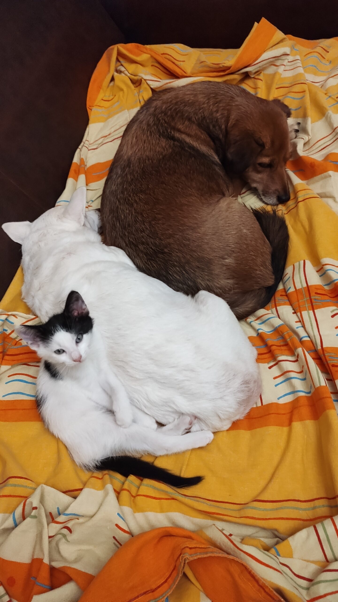 motănel 2 luni, Petit Beurre,salvat din stradă