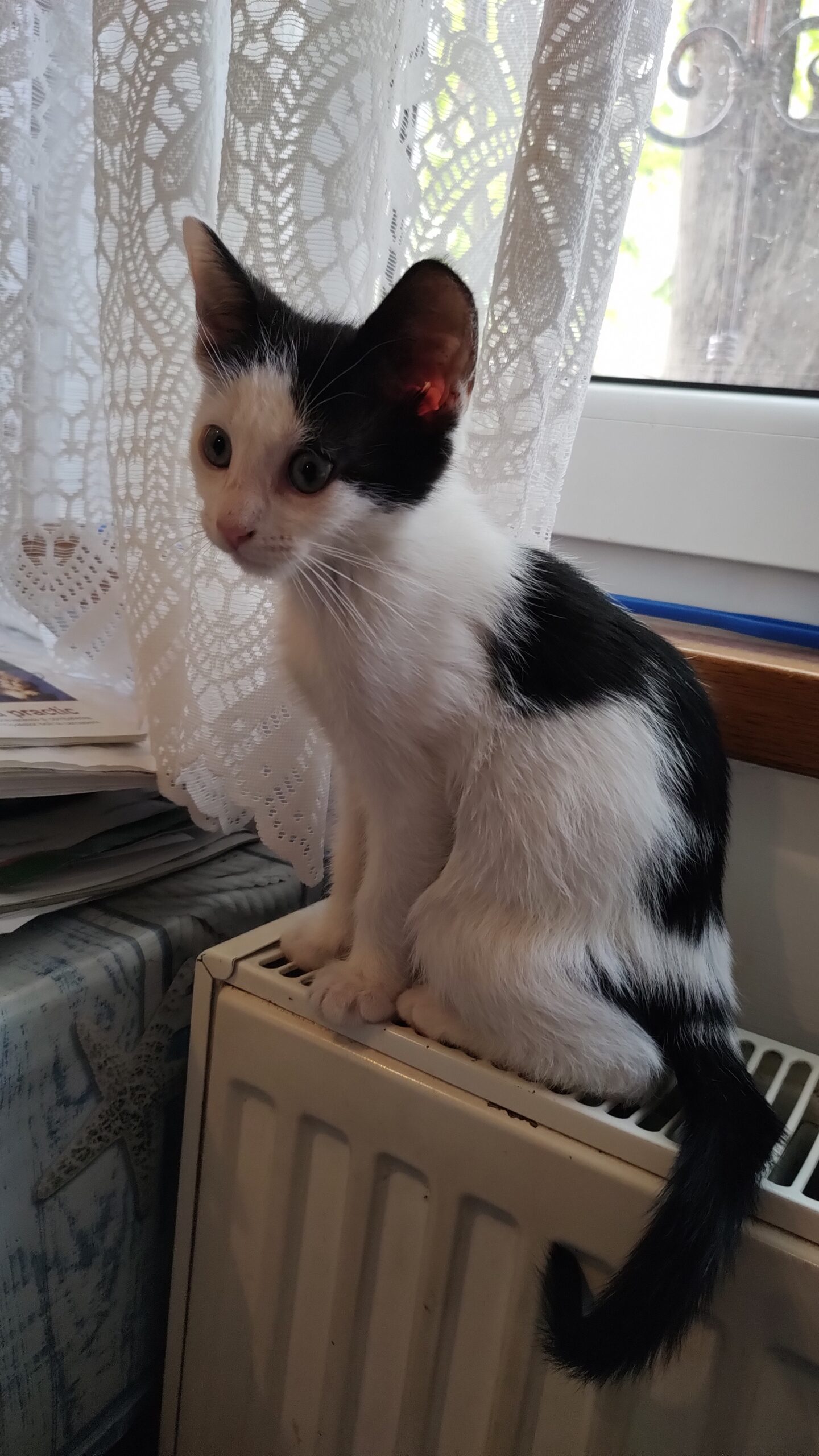 motănel Petit Beurre salvat, 2 luni