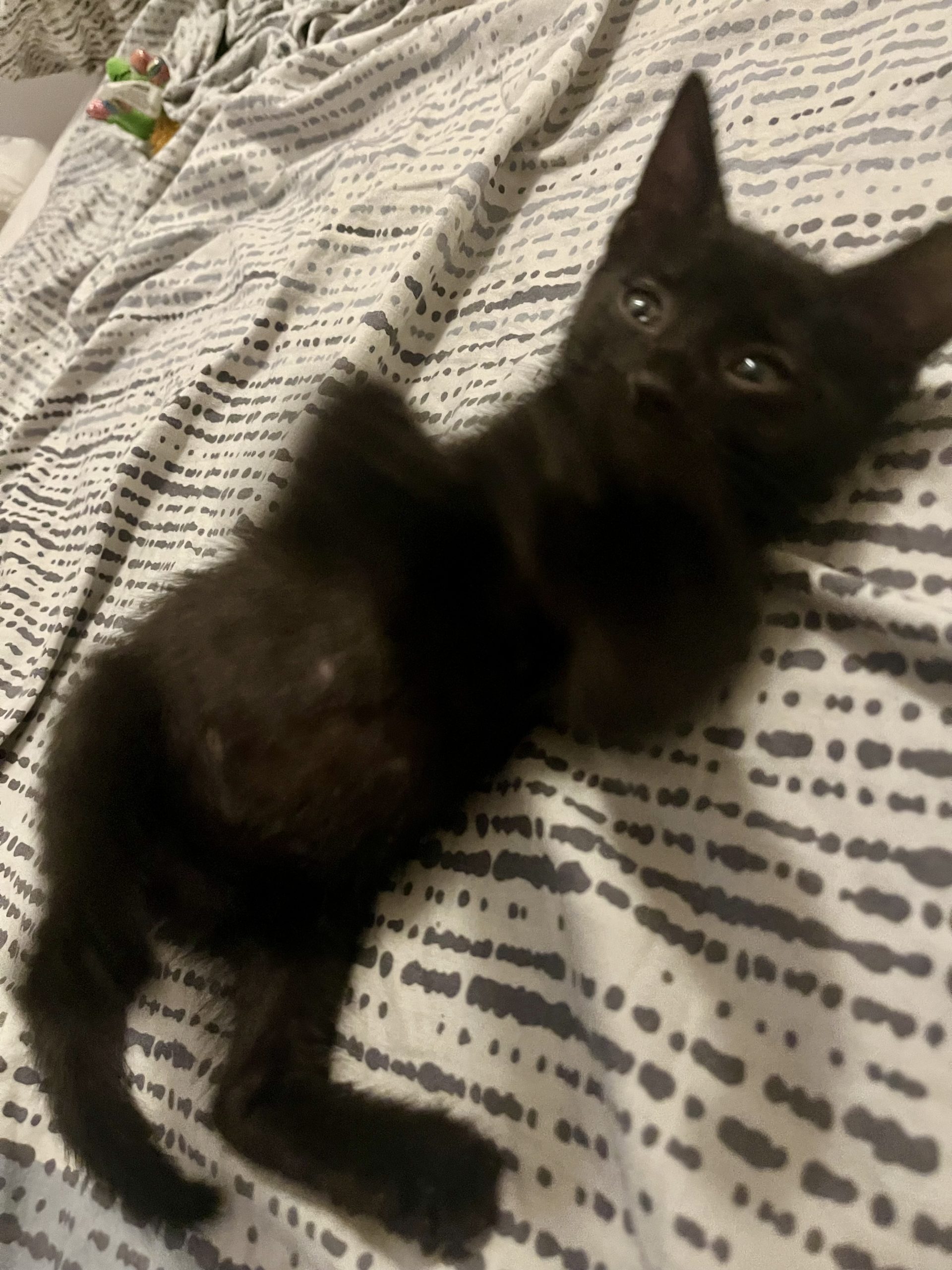 Motanel negru iubaret