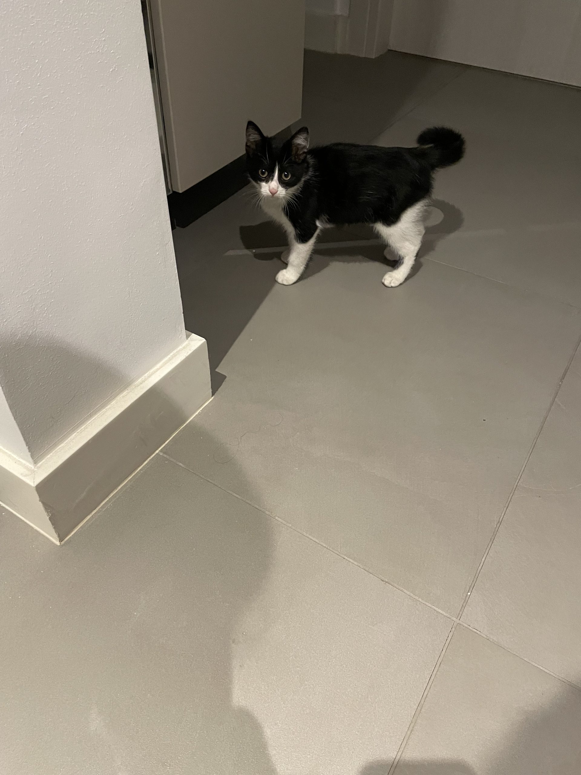 Adopție pisic mic.