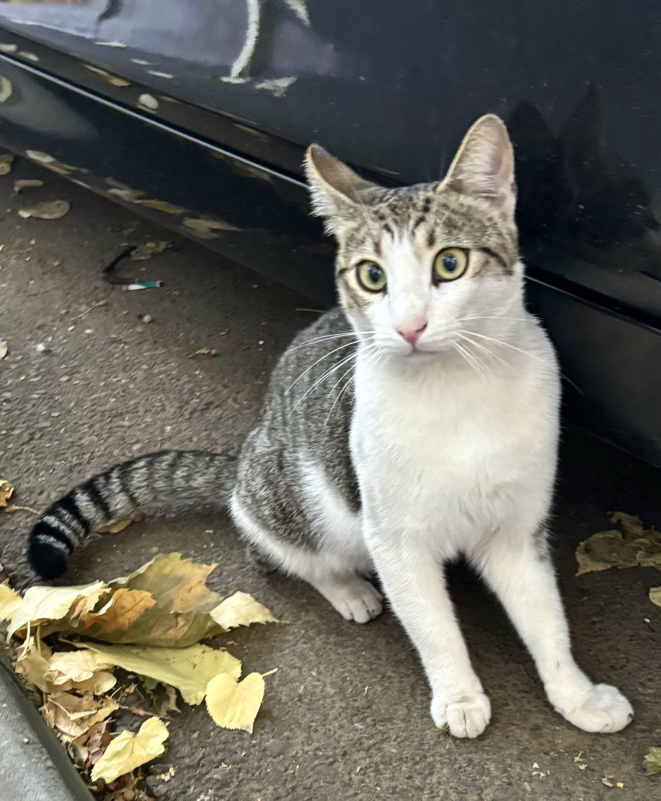 Ratonel, dulceață de motănel