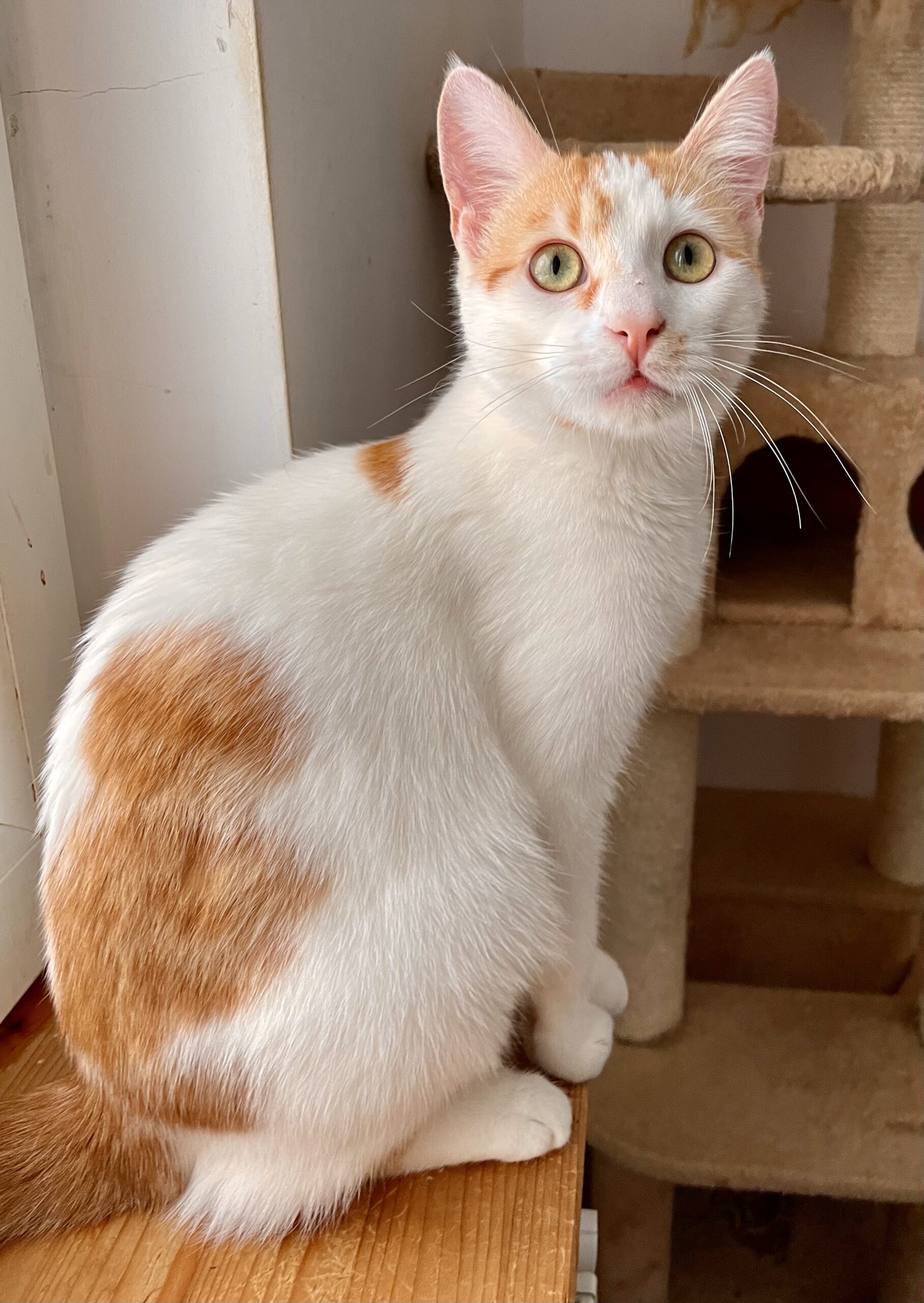 Noah de adoptat si iubit toata viata (1 an)