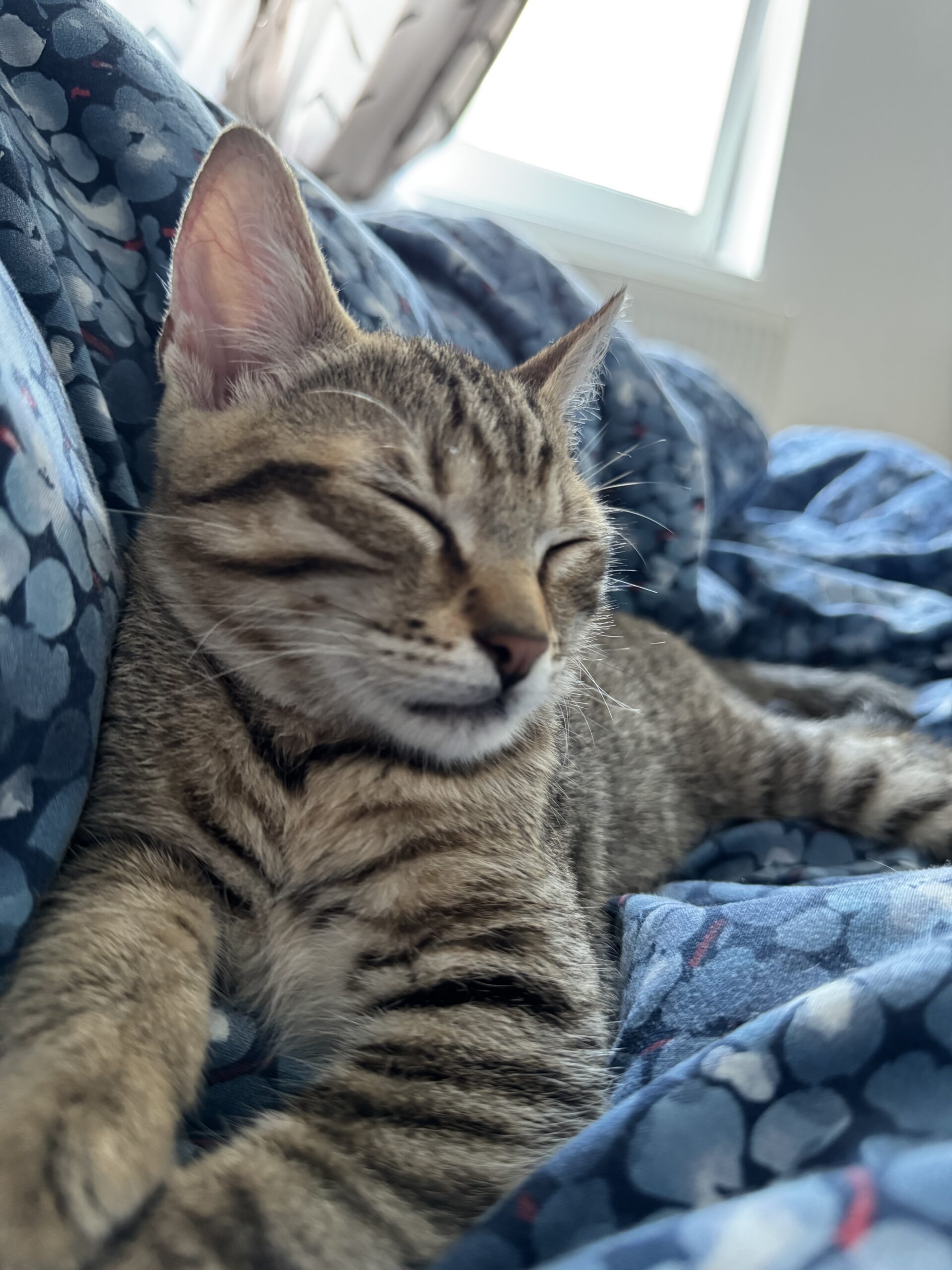 Dau spre adoptie motanel 2 luni