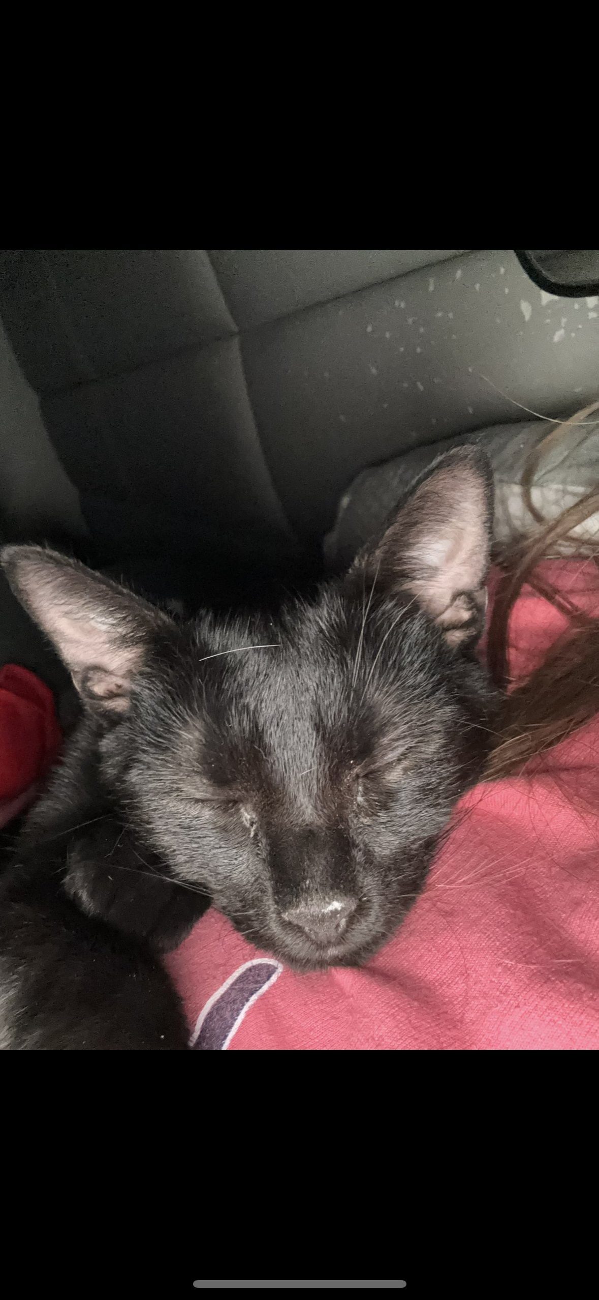 Adoptie Pisica Neagra Bucuresti