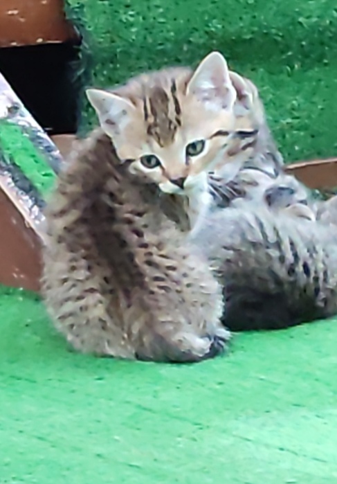 Ofer spre adoptie pisicuti din mama British Shorthair
