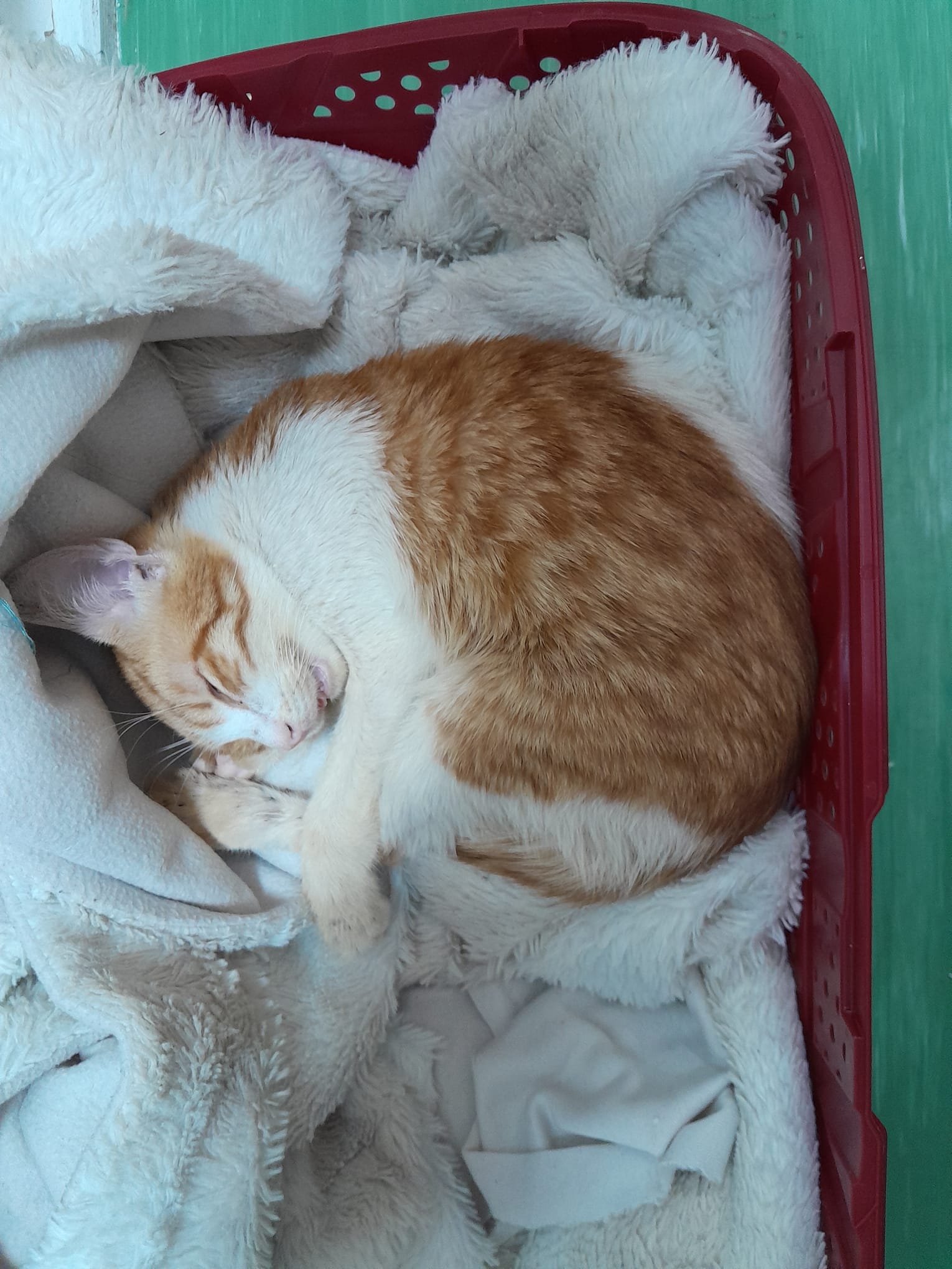 Adoptă acest suflet blând și jucăuș – Oferă-i o casă plină de iubire!